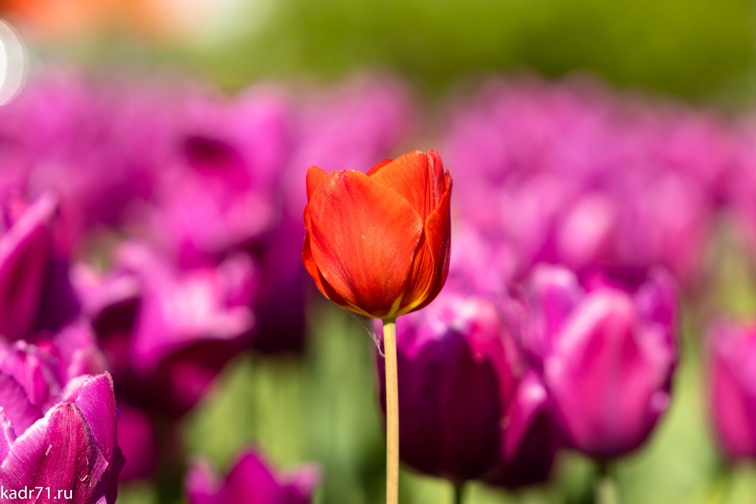 Пересечение улицы Дмитрия Ульянова и Красноармейского проспекта. Фотограф в Туле Крупский АнДРей. Фотостудия «КАДР71» в Туле