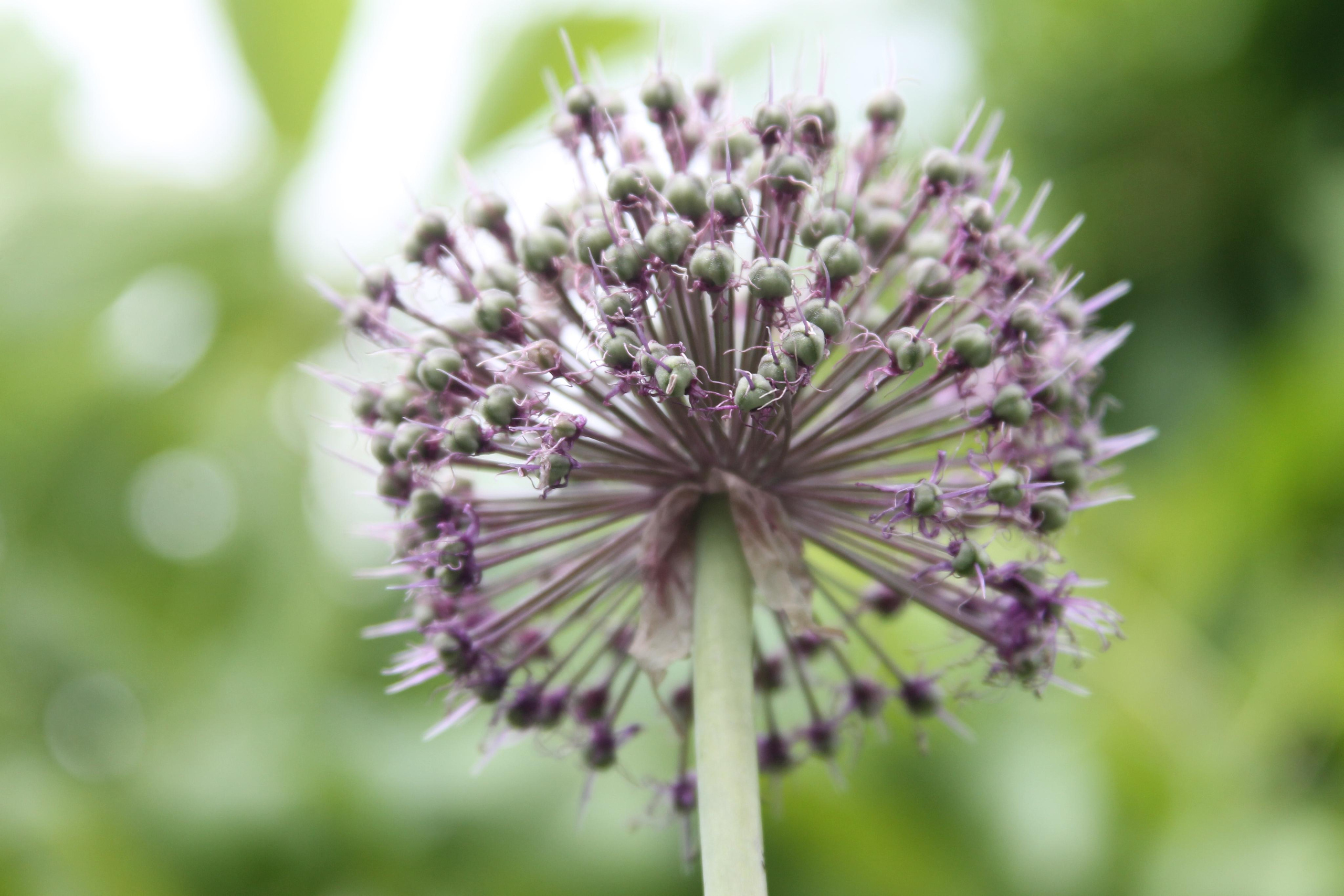 РоБин. Репортажный фотограф Антон Лаврененков