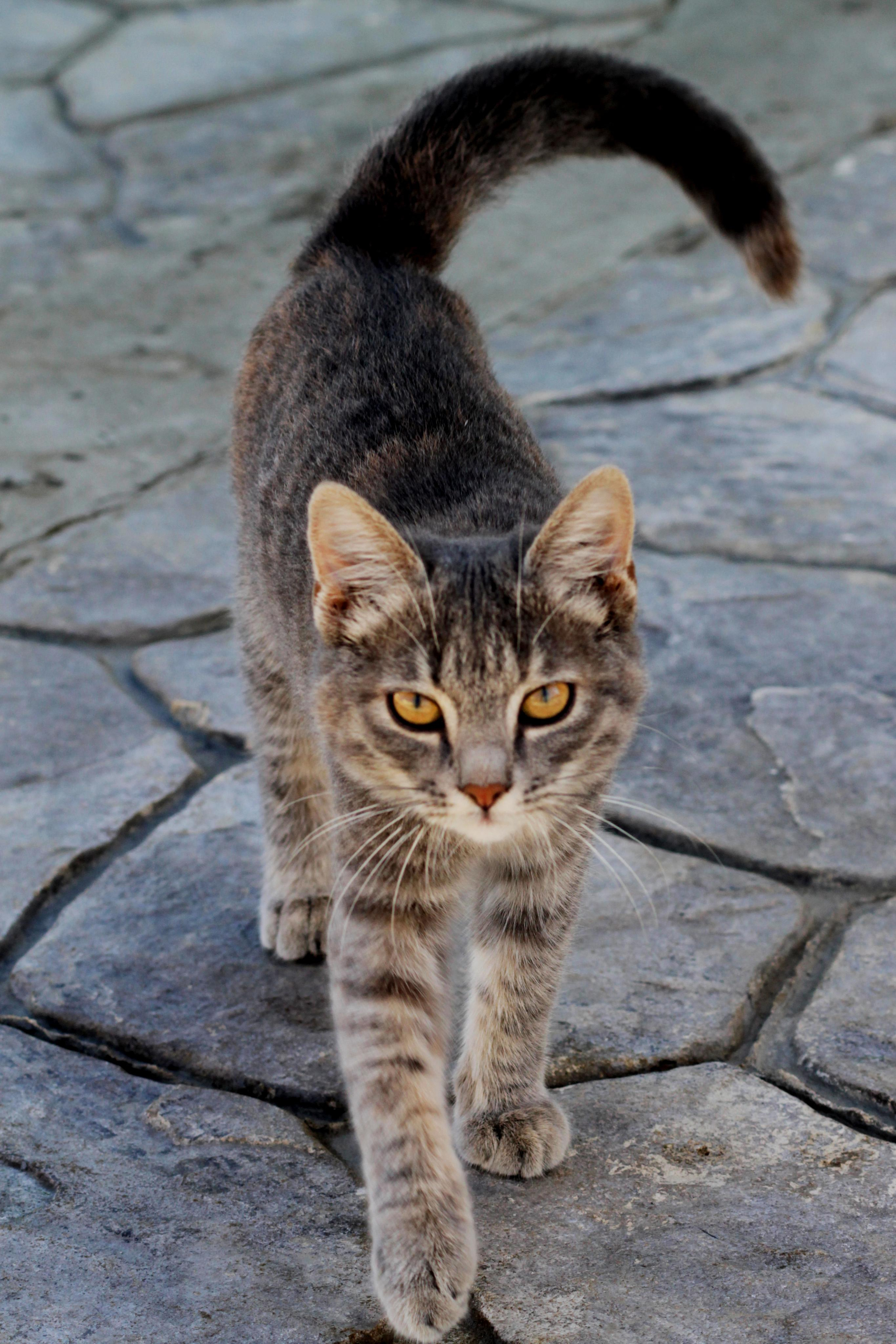 Вольт. Репортажный фотограф Антон Лаврененков
