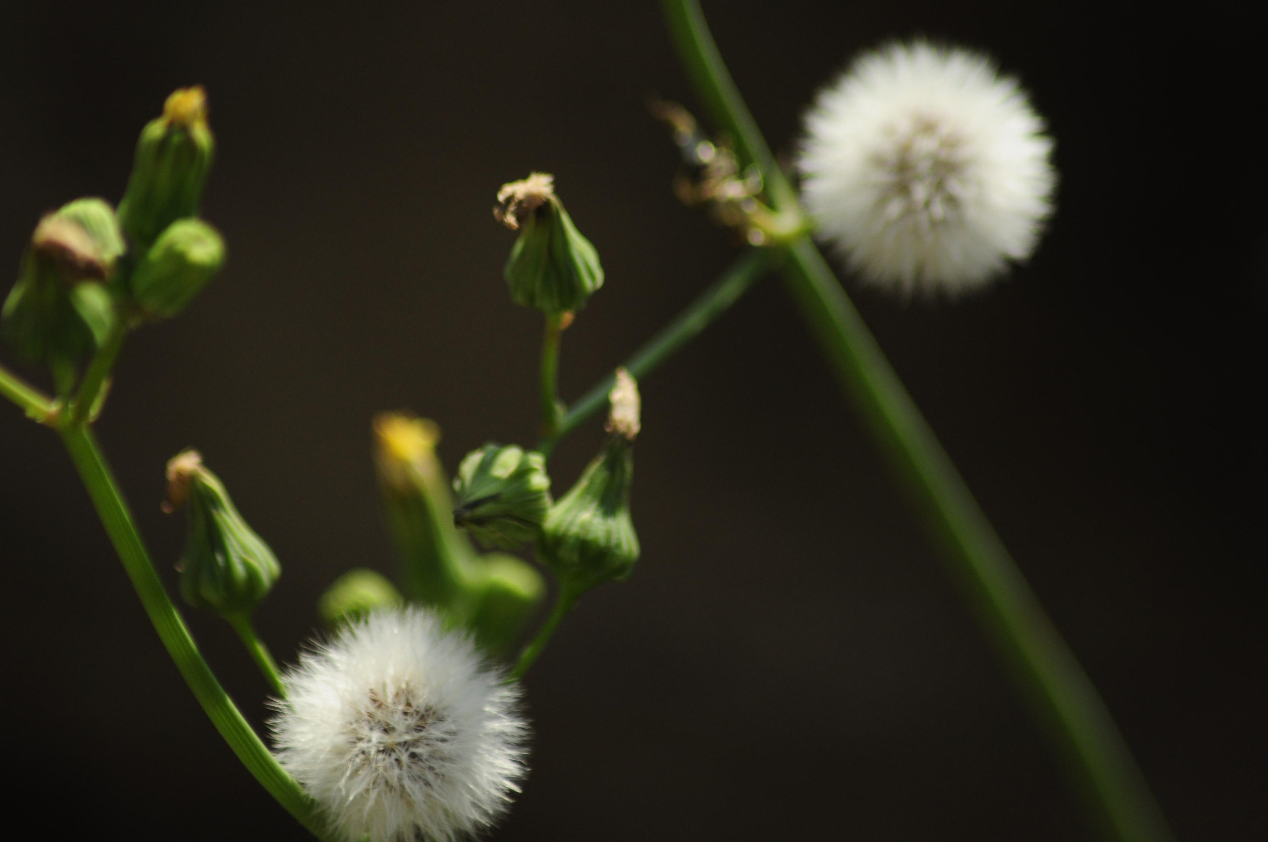 РоБин. Репортажный фотограф Антон Лаврененков