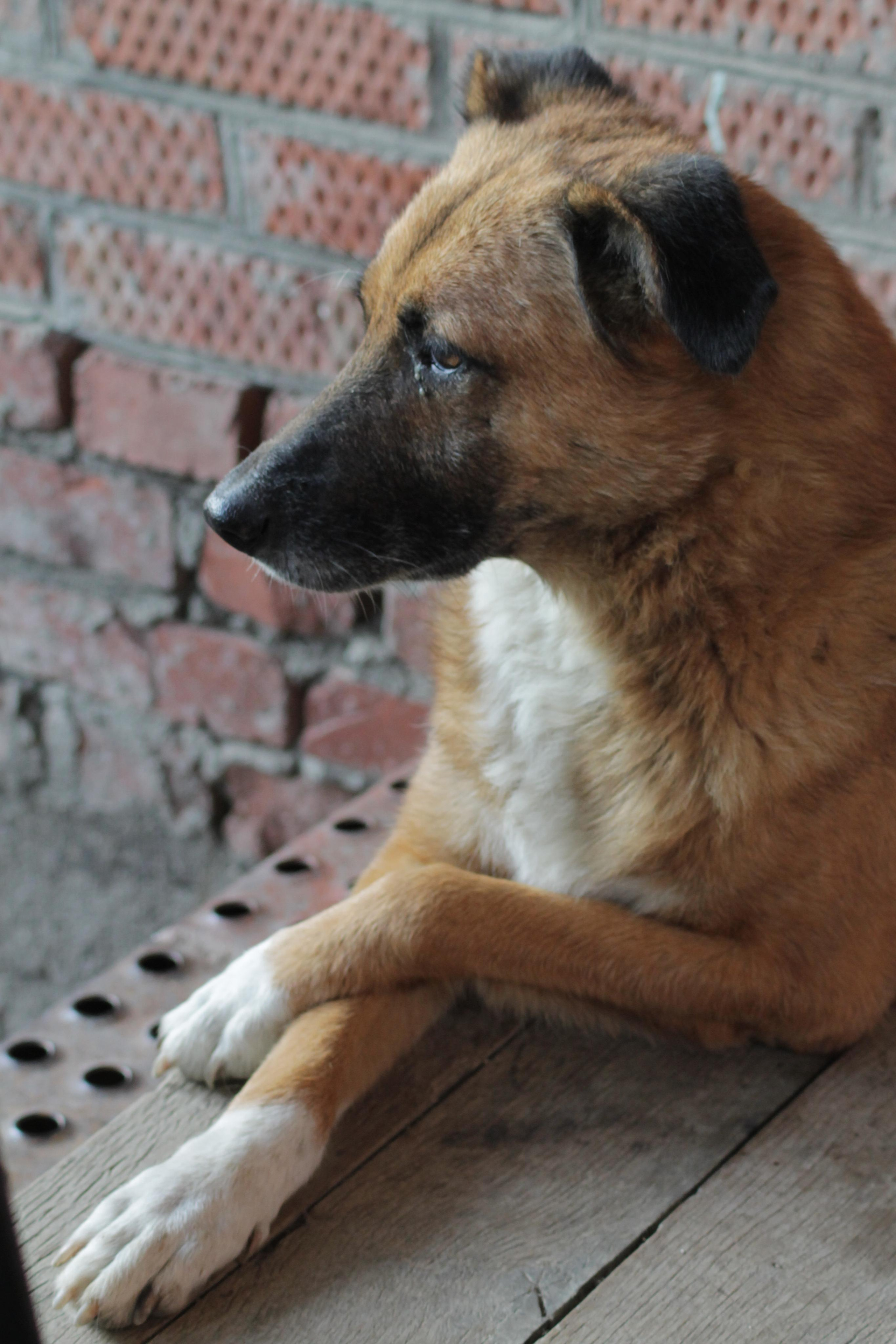 Вольт. Репортажный фотограф Антон Лаврененков