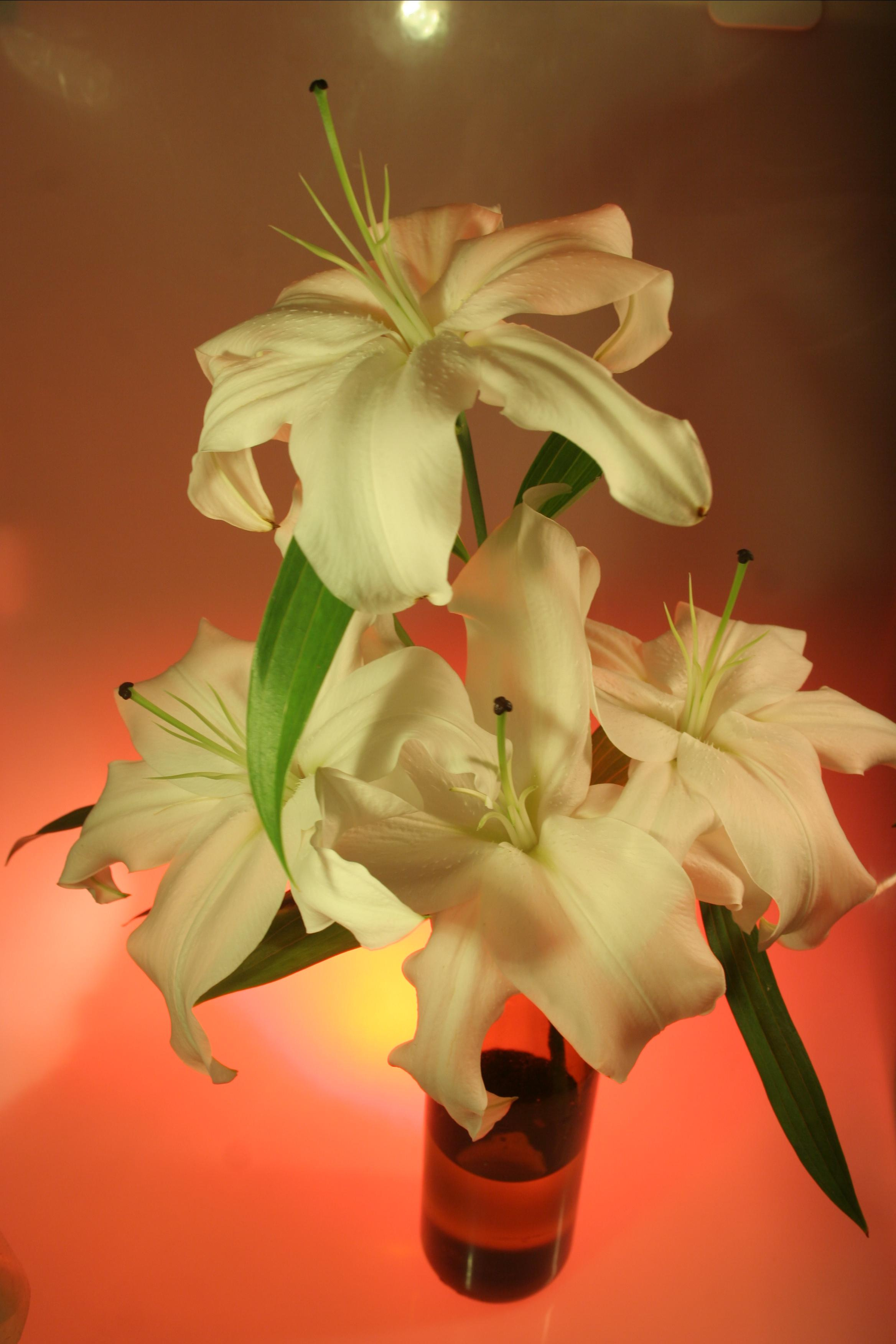 Вольт. Репортажный фотограф Антон Лаврененков