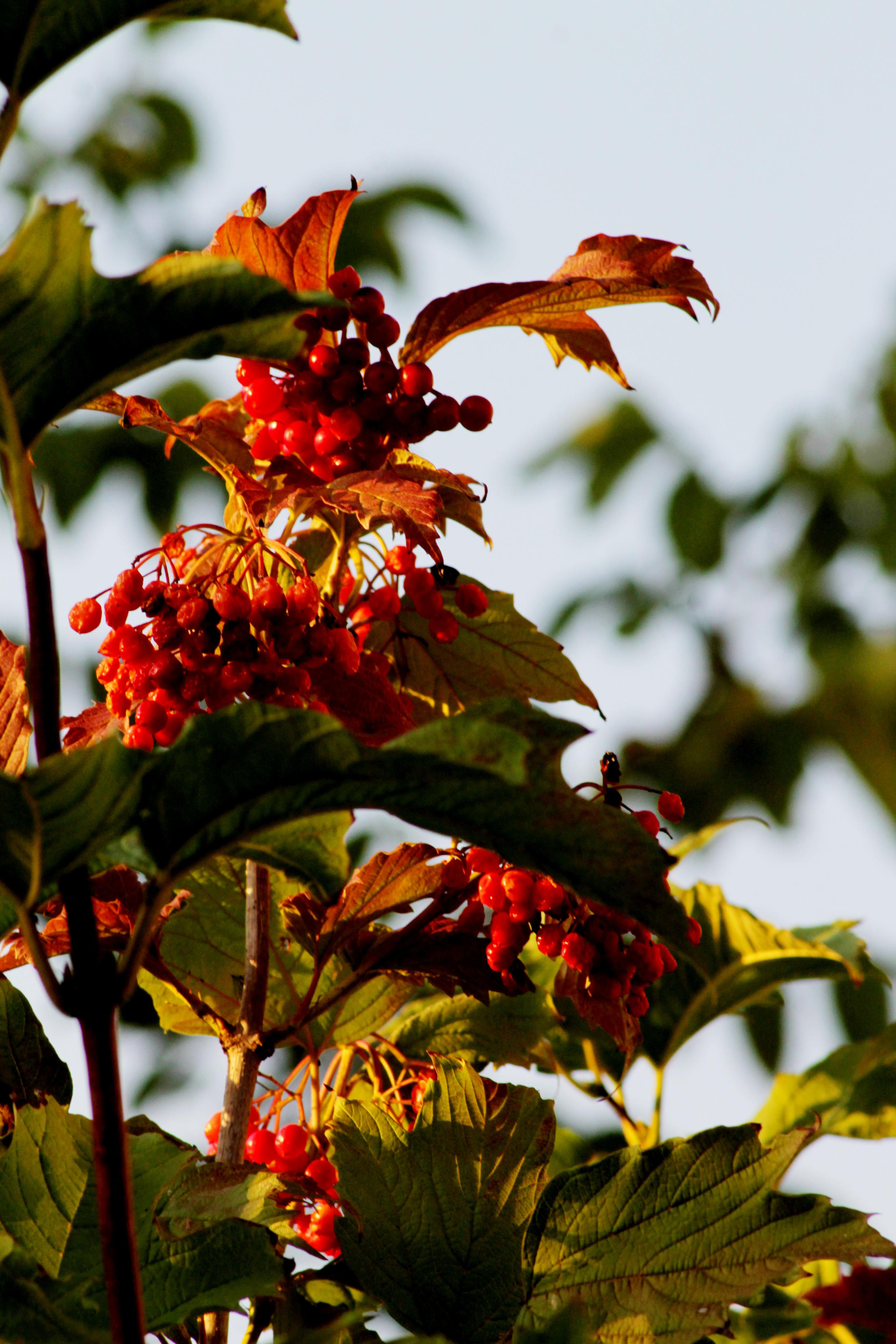 РоБин. Репортажный фотограф Антон Лаврененков