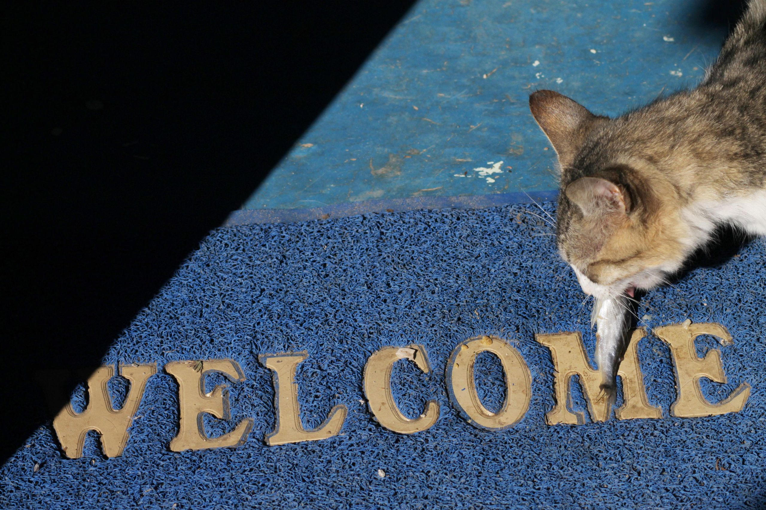 РоБин. Репортажный фотограф Антон Лаврененков