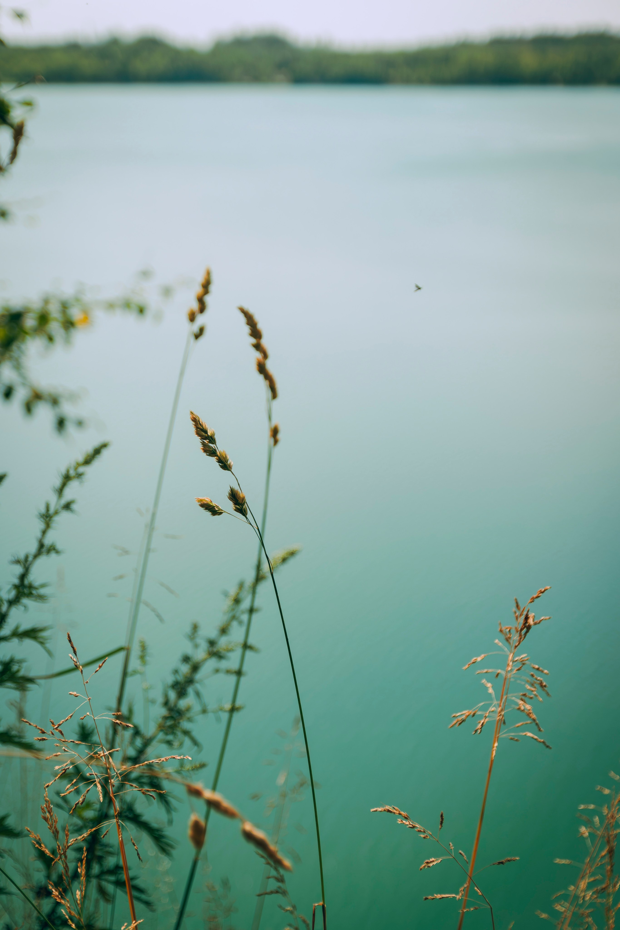 Из наблюдений. Плак или Квак