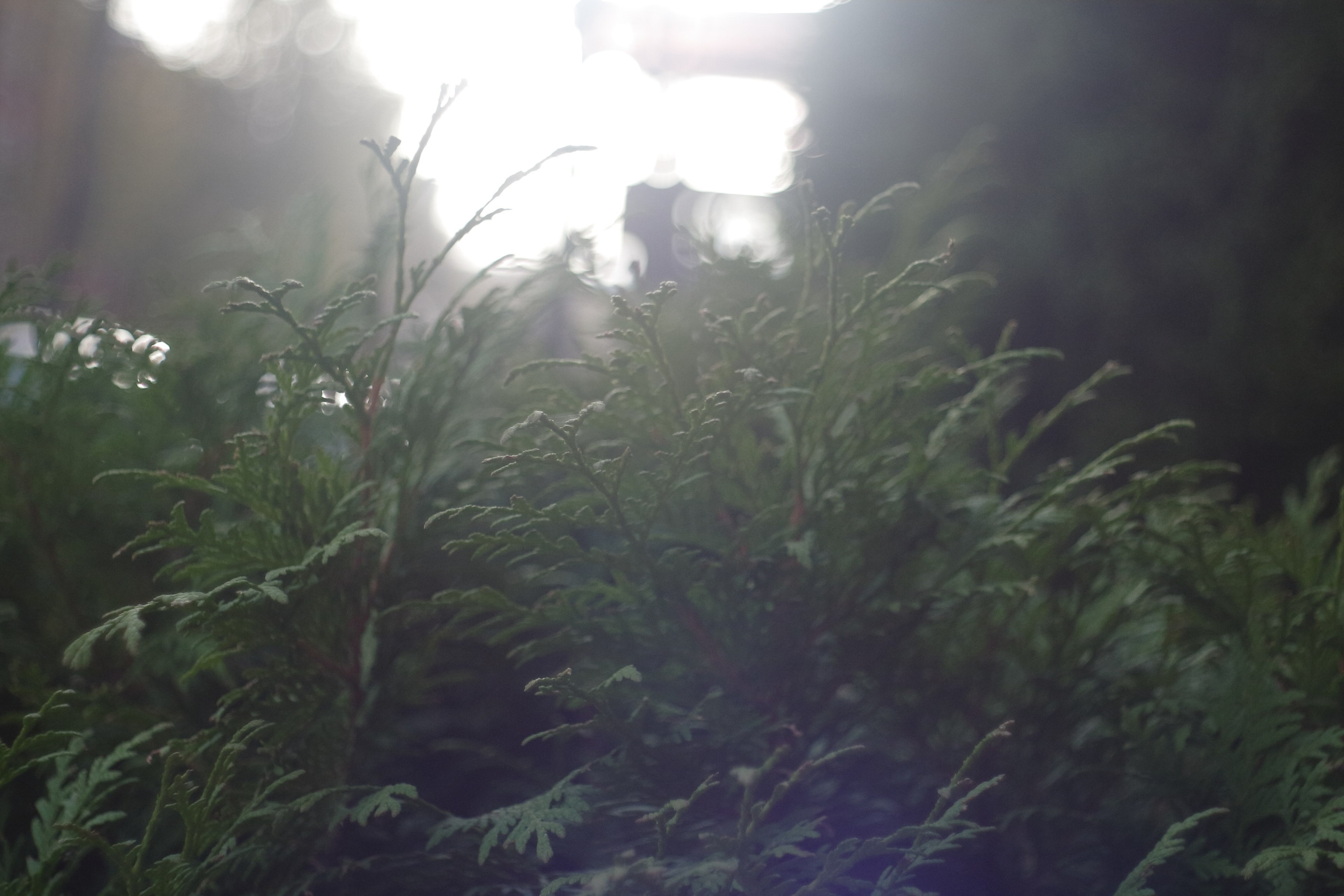 Старое природное, отбирала Katamount (Катерина Горохова). Главная