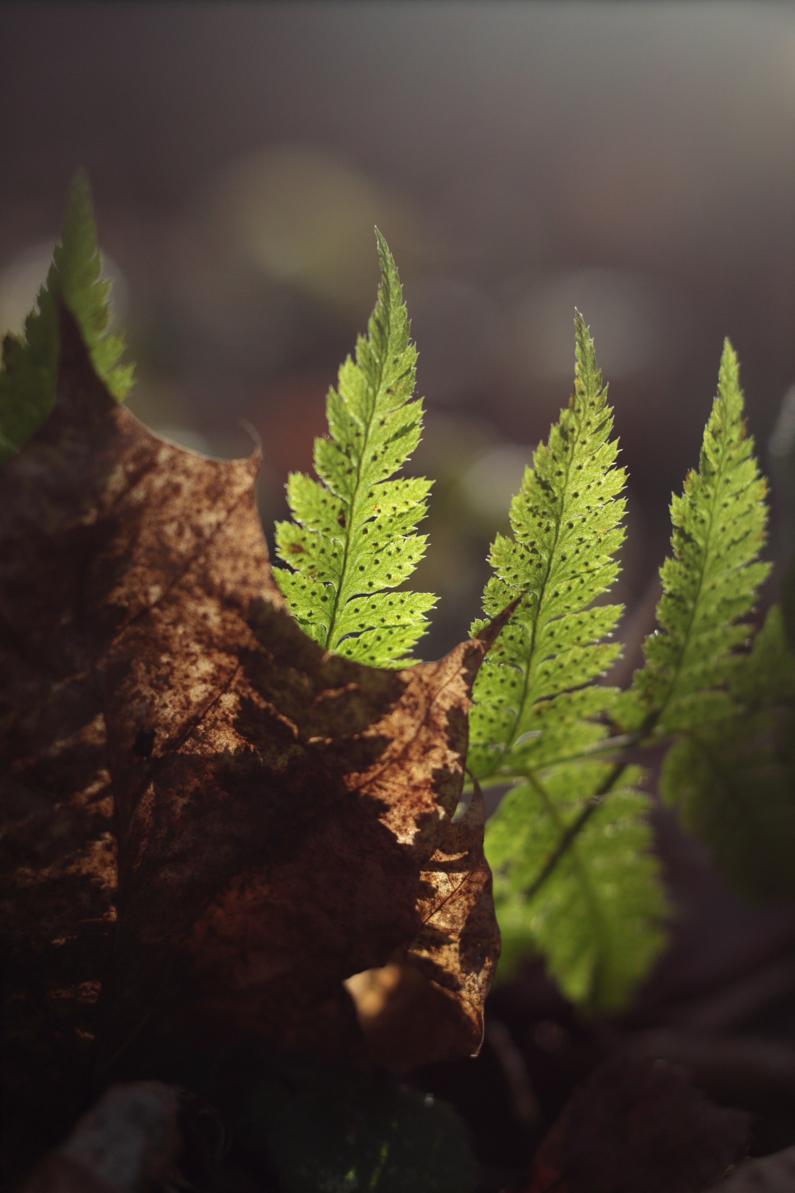 Старое природное, отбирала Katamount (Катерина Горохова). Главная