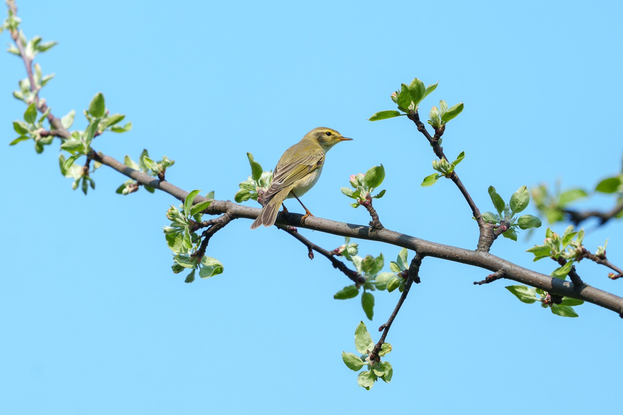 Удивительные мир птиц. Вокруг нас столько прекрасного — присмотритесь!. Ваш личный фотограф Марина Волкова