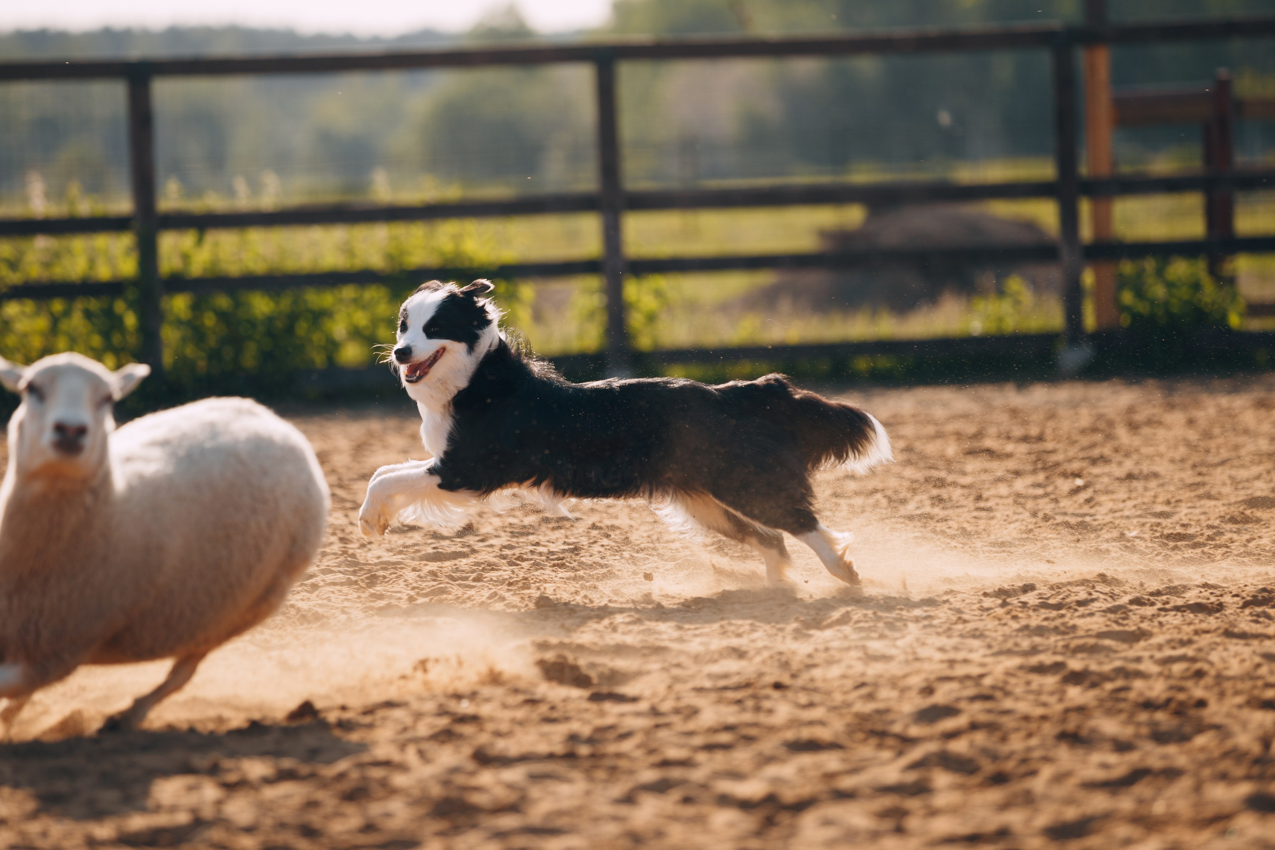 Кинологический лагерь в Горыныче. Фотограф анималист Кристина Карпова, Москва