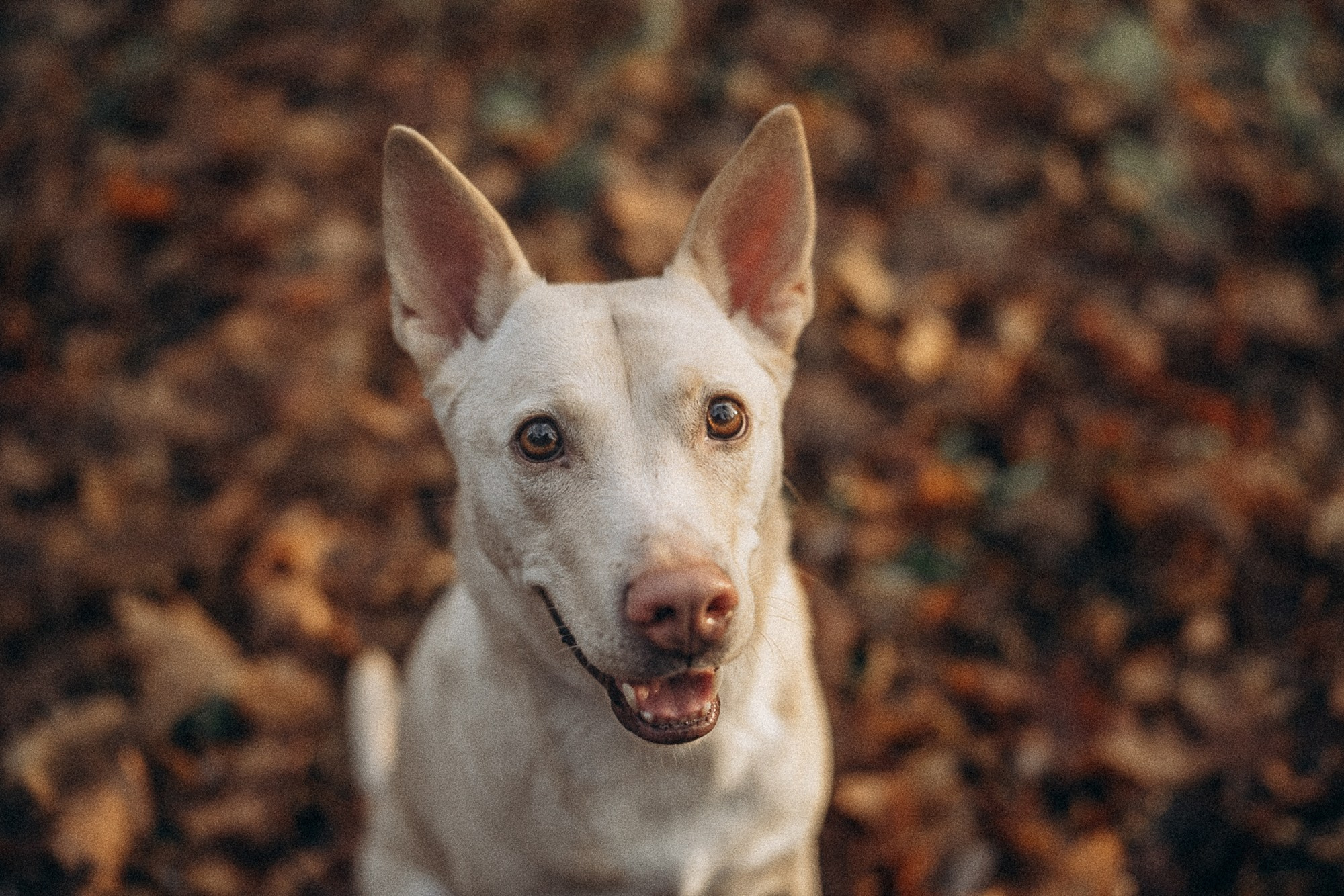 Туся. Фотограф анималист в Москве и Санкт-Петербурге Свиридова Анна