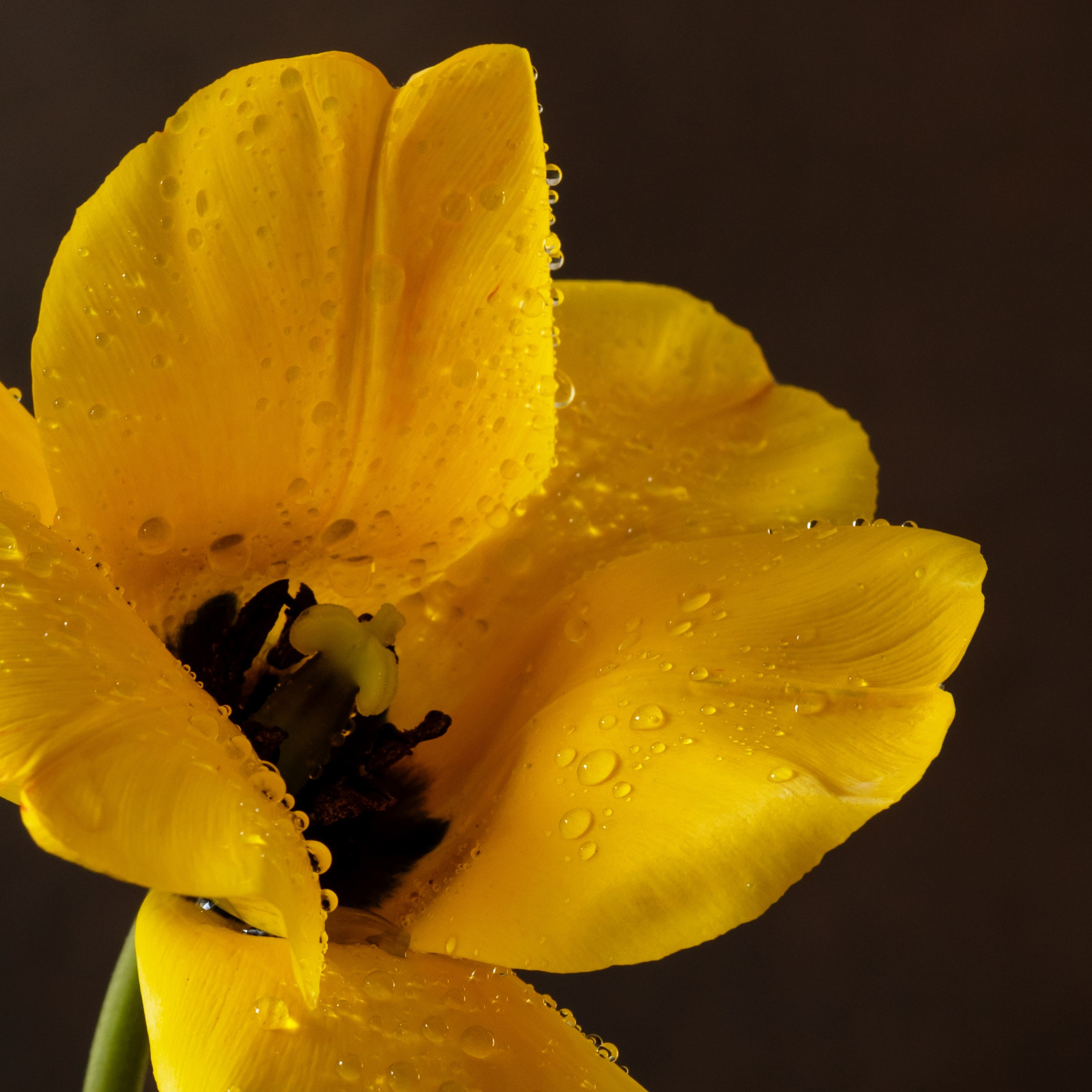 Golden Tulip. Author’s fine art prints with international delivery