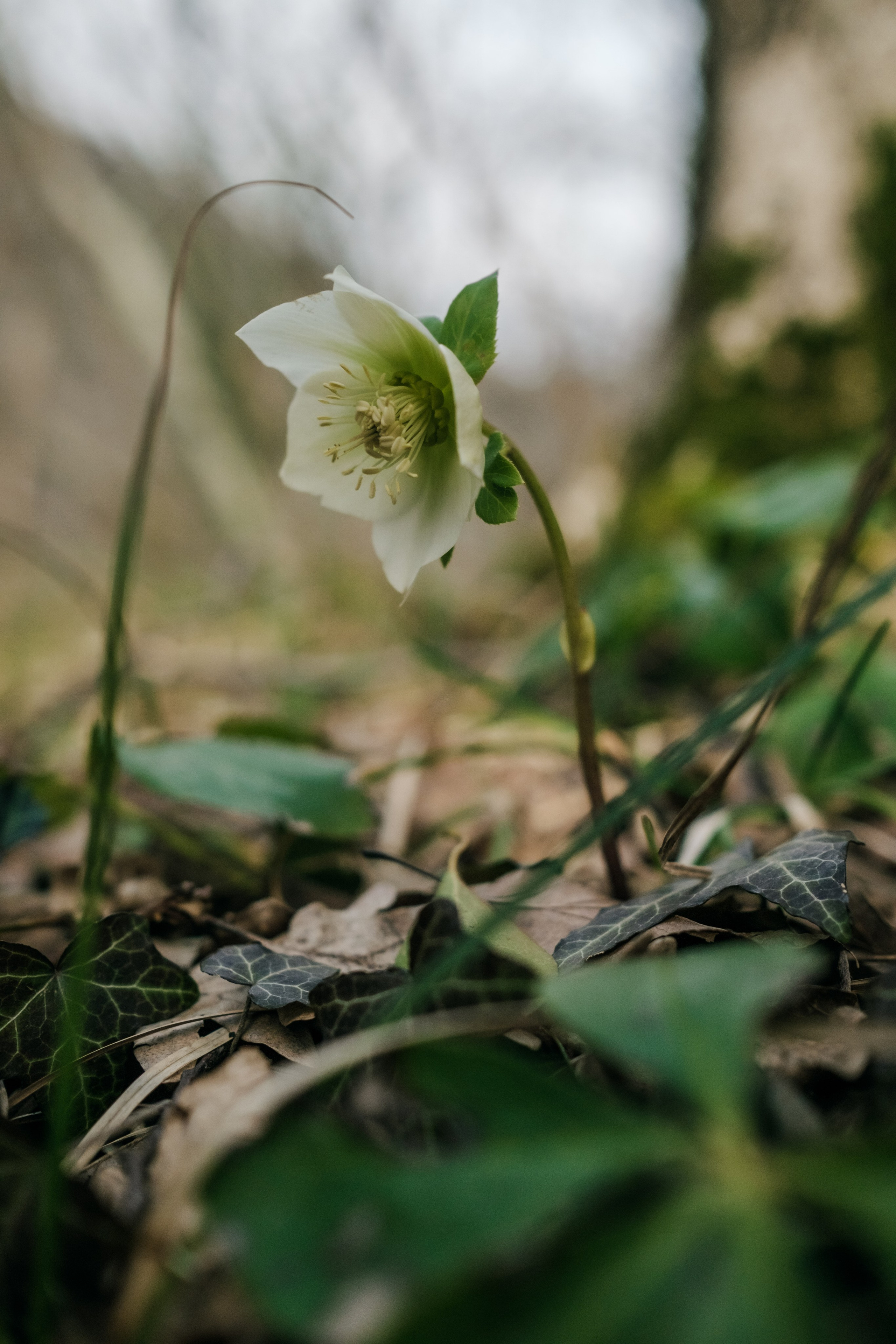 Фестиваль Братья Зима 2024, поход в горы. Фотограф в Москве Максим Скоробогатов