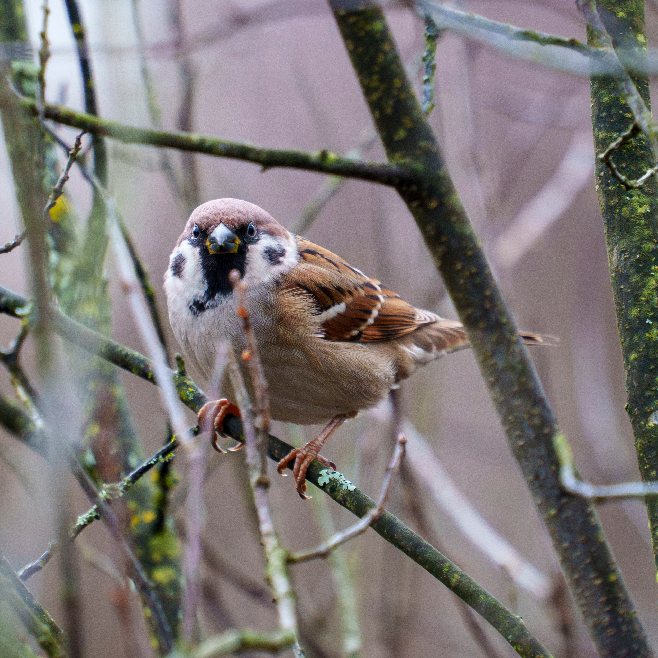 Animals — Животные