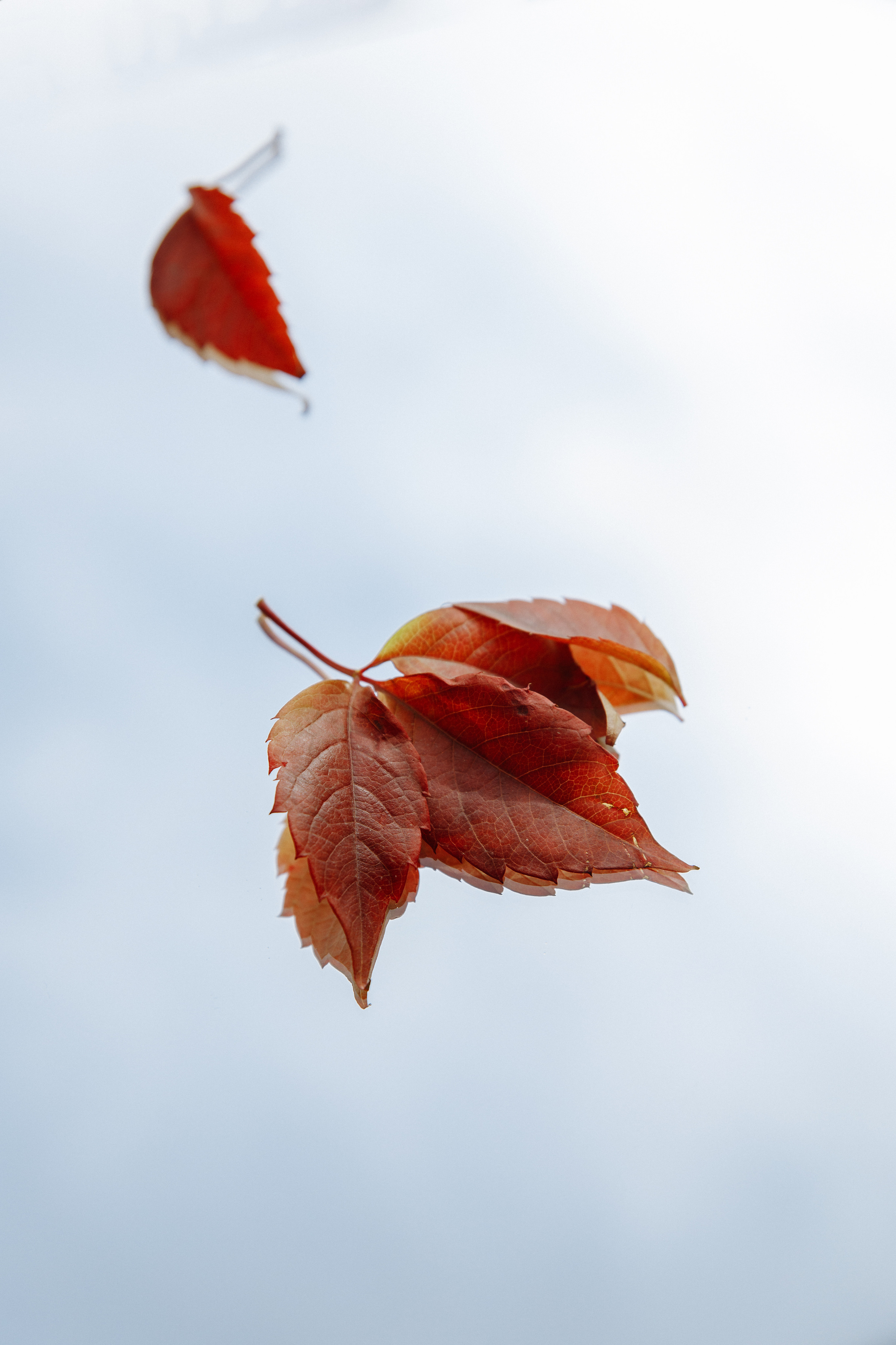 Осень. Свадебный фотограф в Самаре и Тольятти Полина Никитина