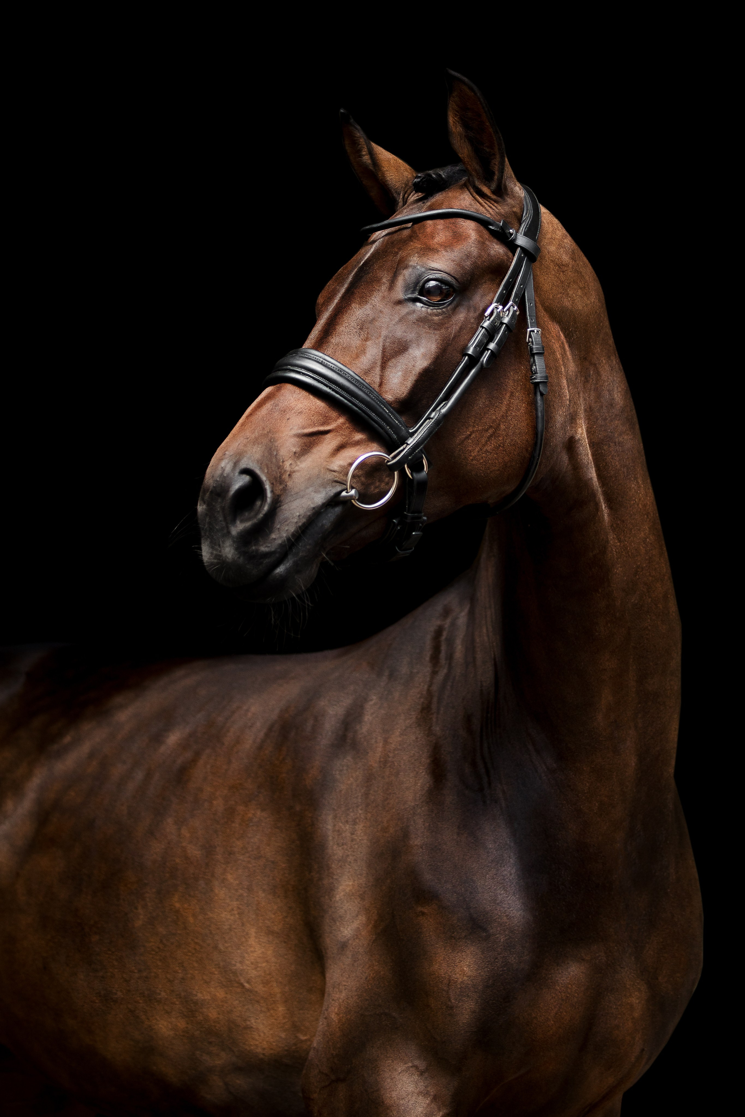 Конные портреты. Veronika Makeeva horse photo