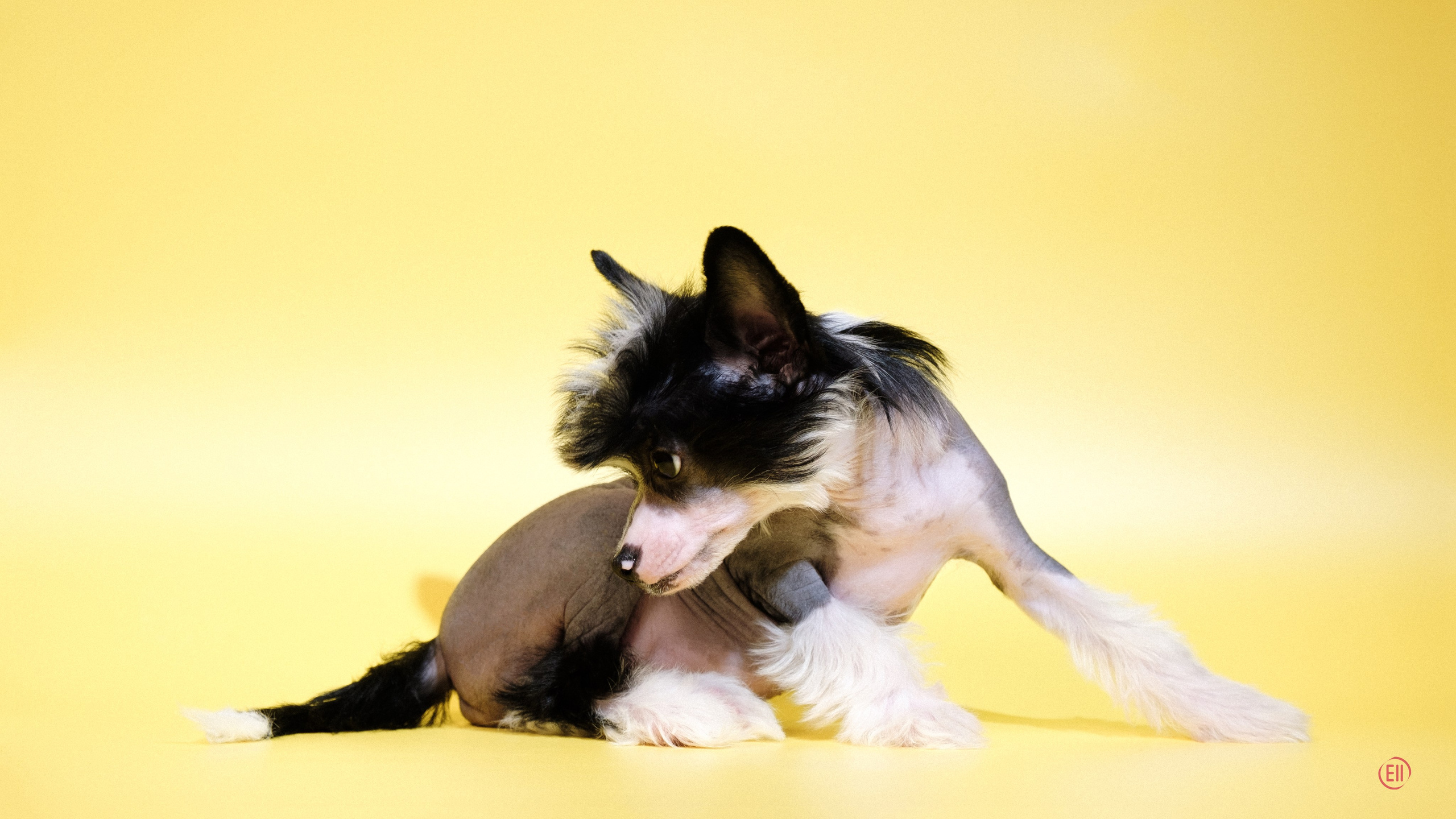 Poale Ell Dasha. Poale Ell Chinese Crested Dog Kennel: Buy a puppy from the kennel