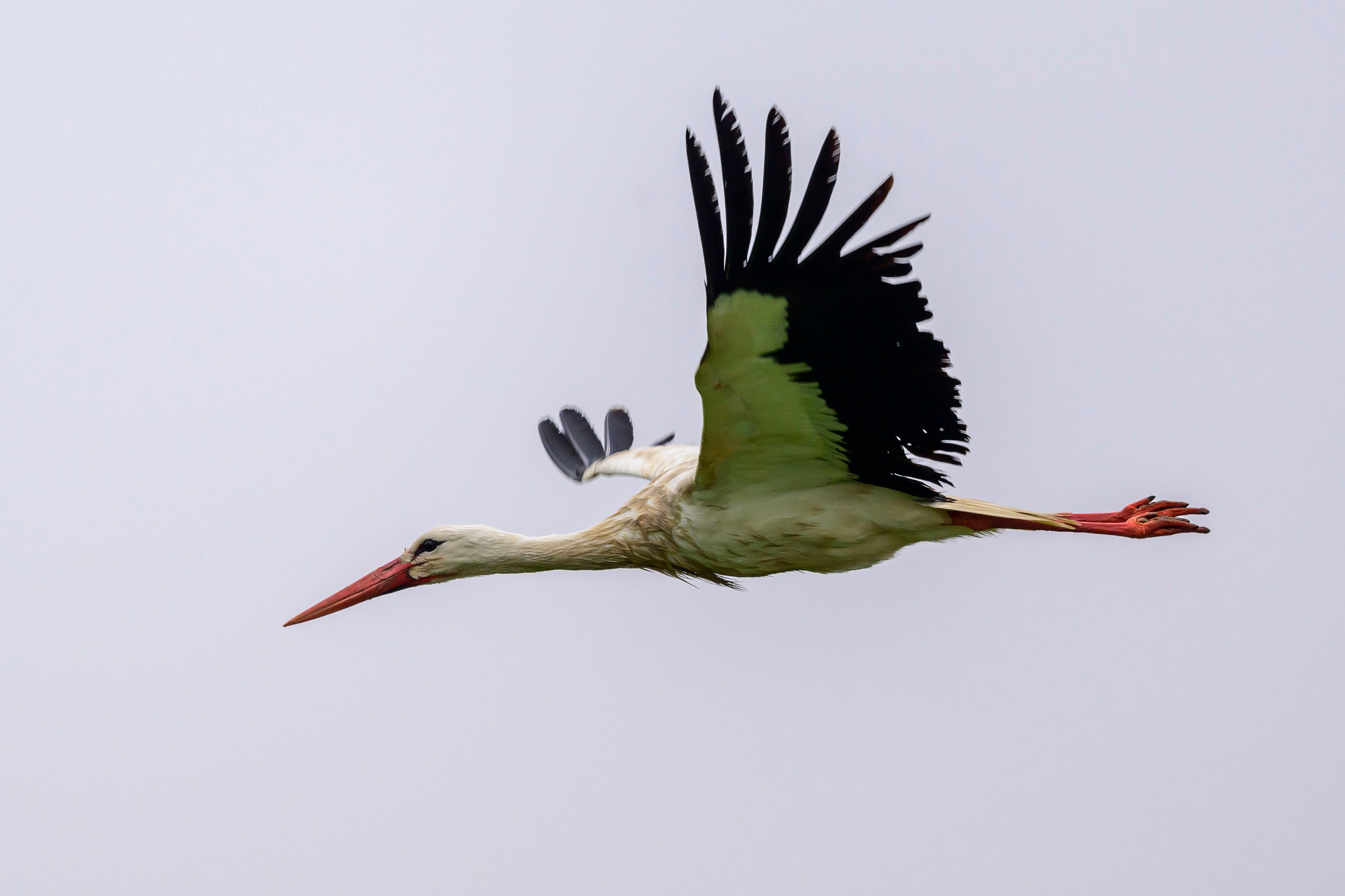 Аисты. Wildlife photography by Sergey Puponin