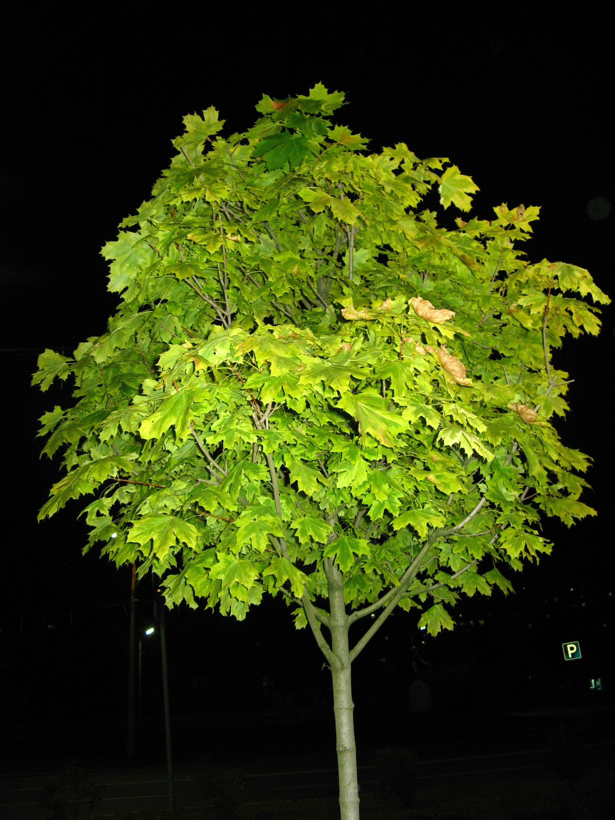 Август 2025. Den Mirov — Фотограф, Музыкант