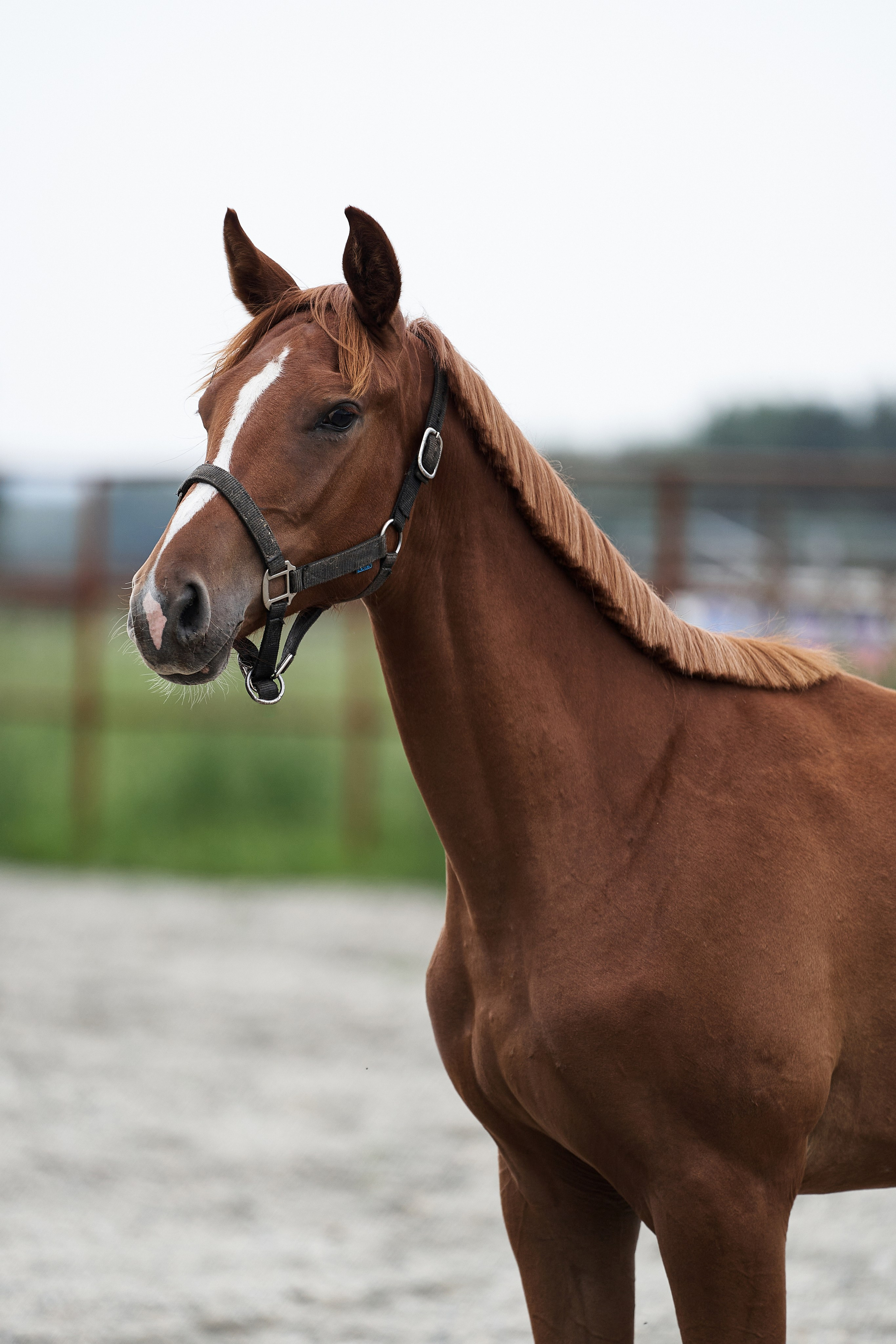 Прозерпина (Парабеллум С — Памэла). Главная