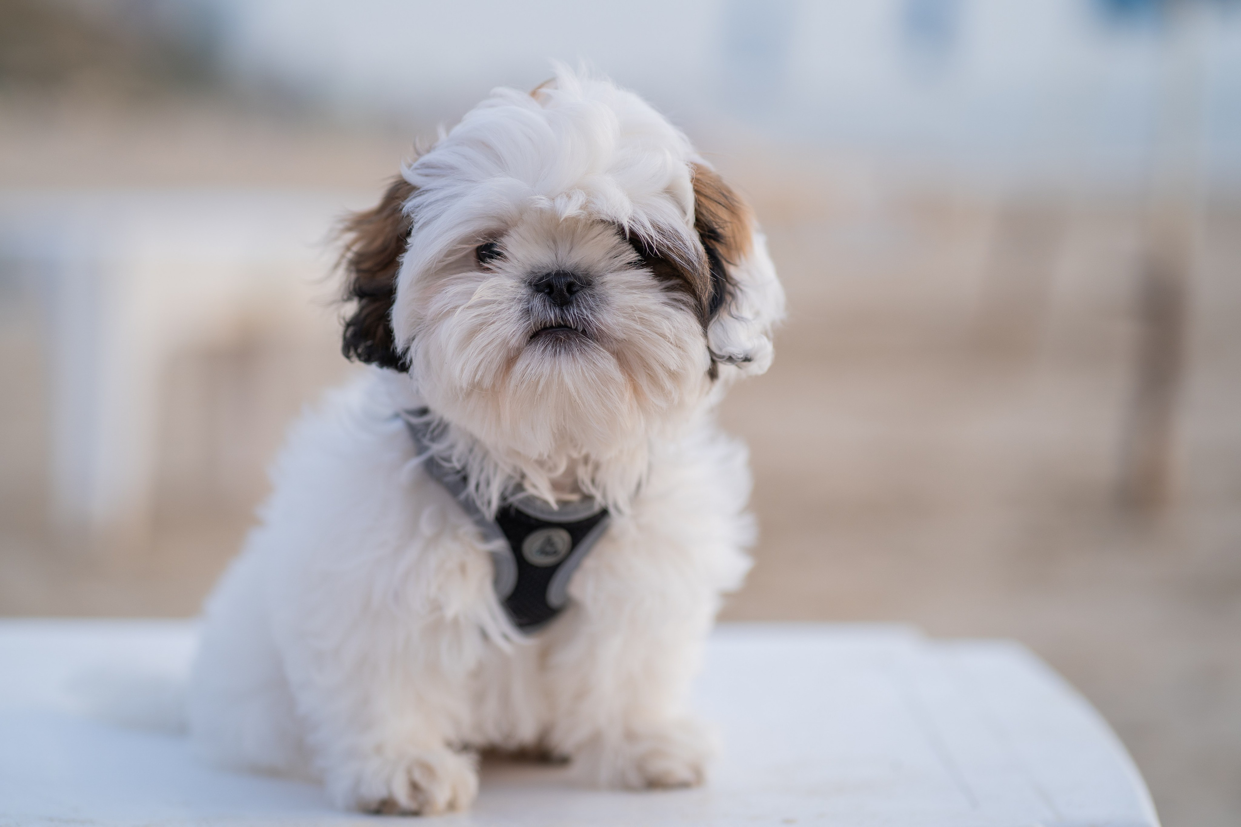 Ella. Семейный и детский фотограф в Израиле и Москве Дорошок Надя