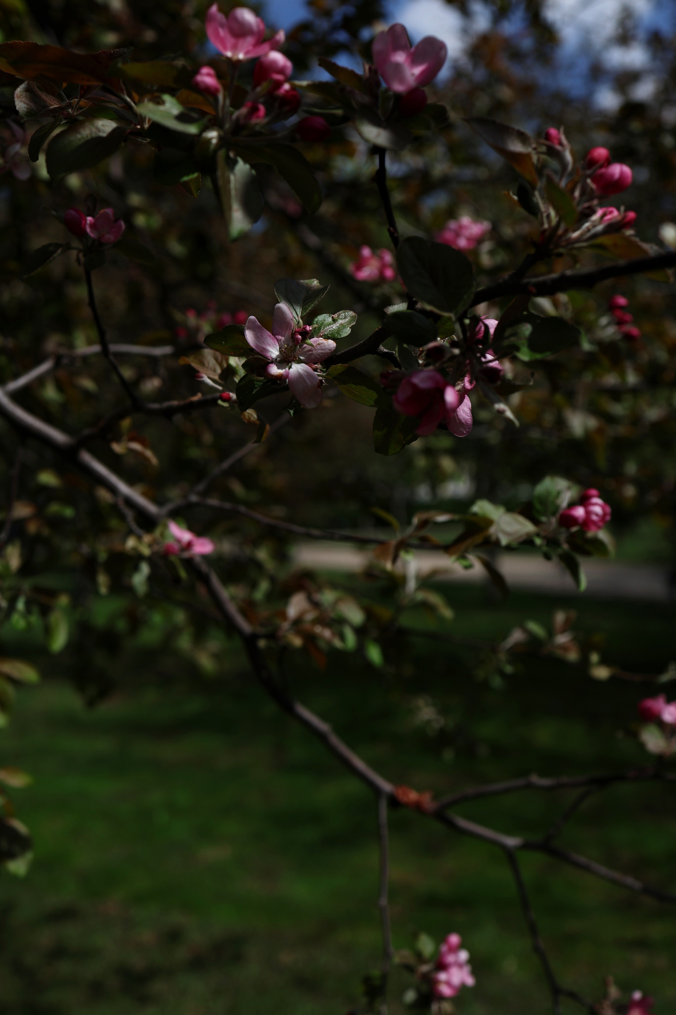 Мария и Александр. Свадебный и семейный фотограф в Воронеже Ксения Воротникова