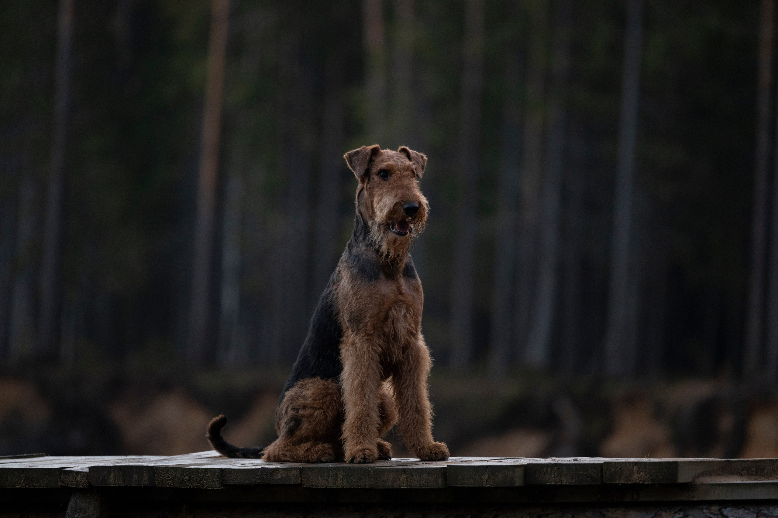 Харди. Фотограф-анималист Анна Маринич