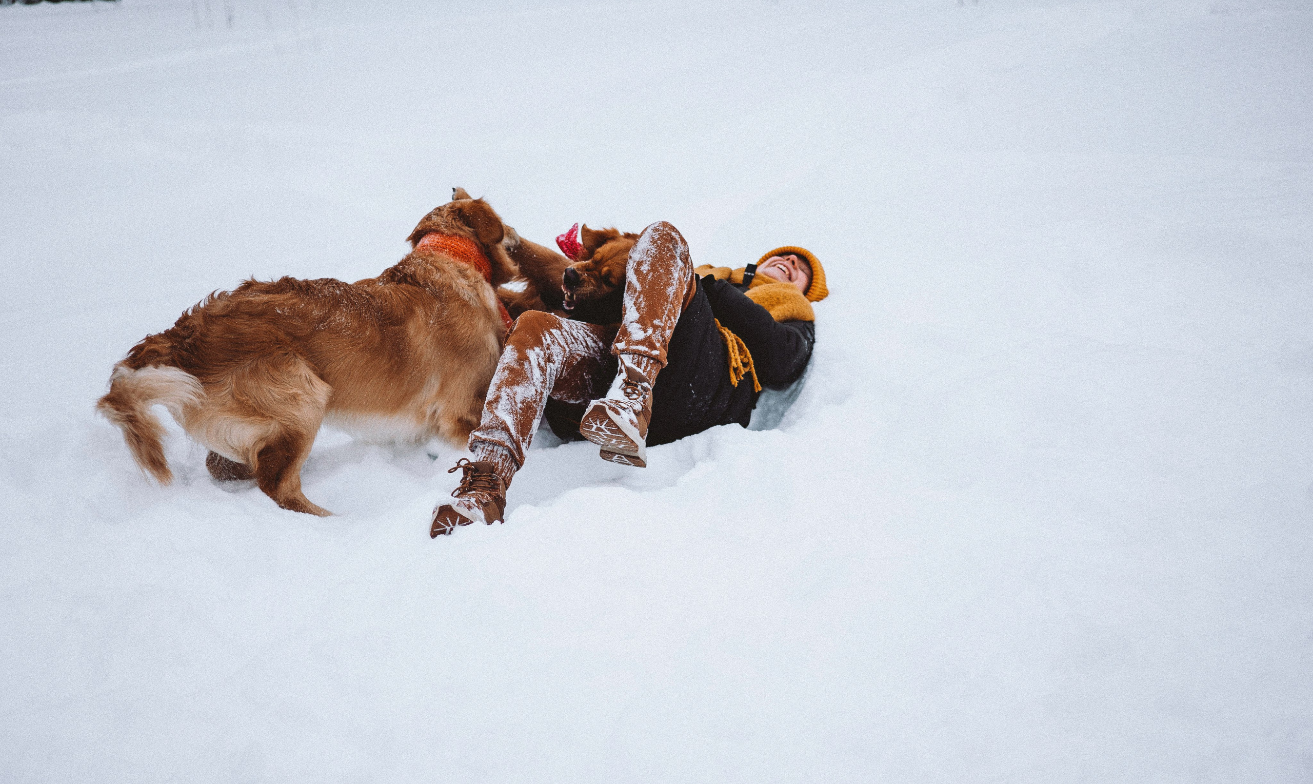 Саша, Юля, Грэй и Джой. Фотограф-анималист Богданова Полина