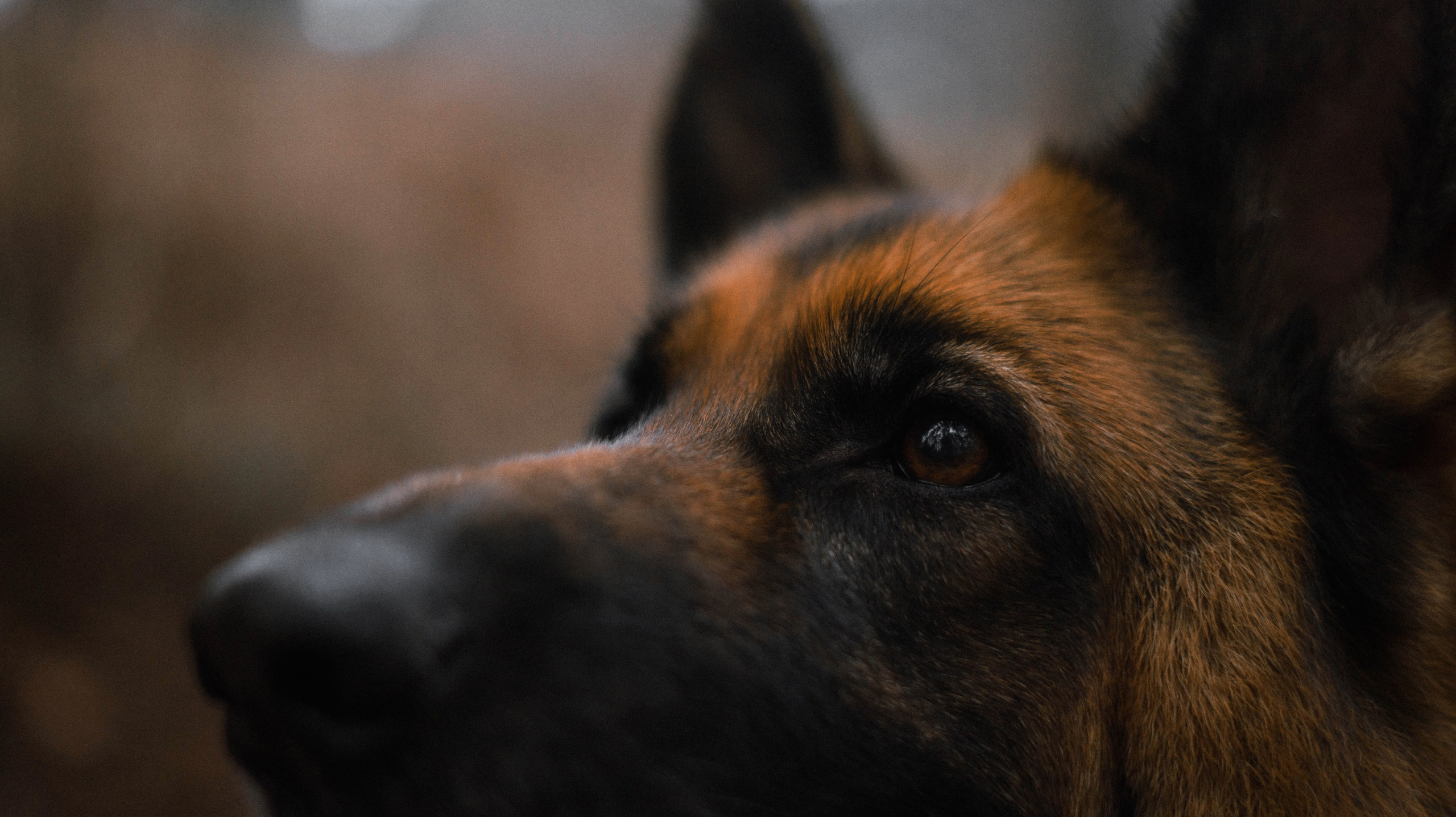 Лера и Ральф. Фотограф-анималист Богданова Полина