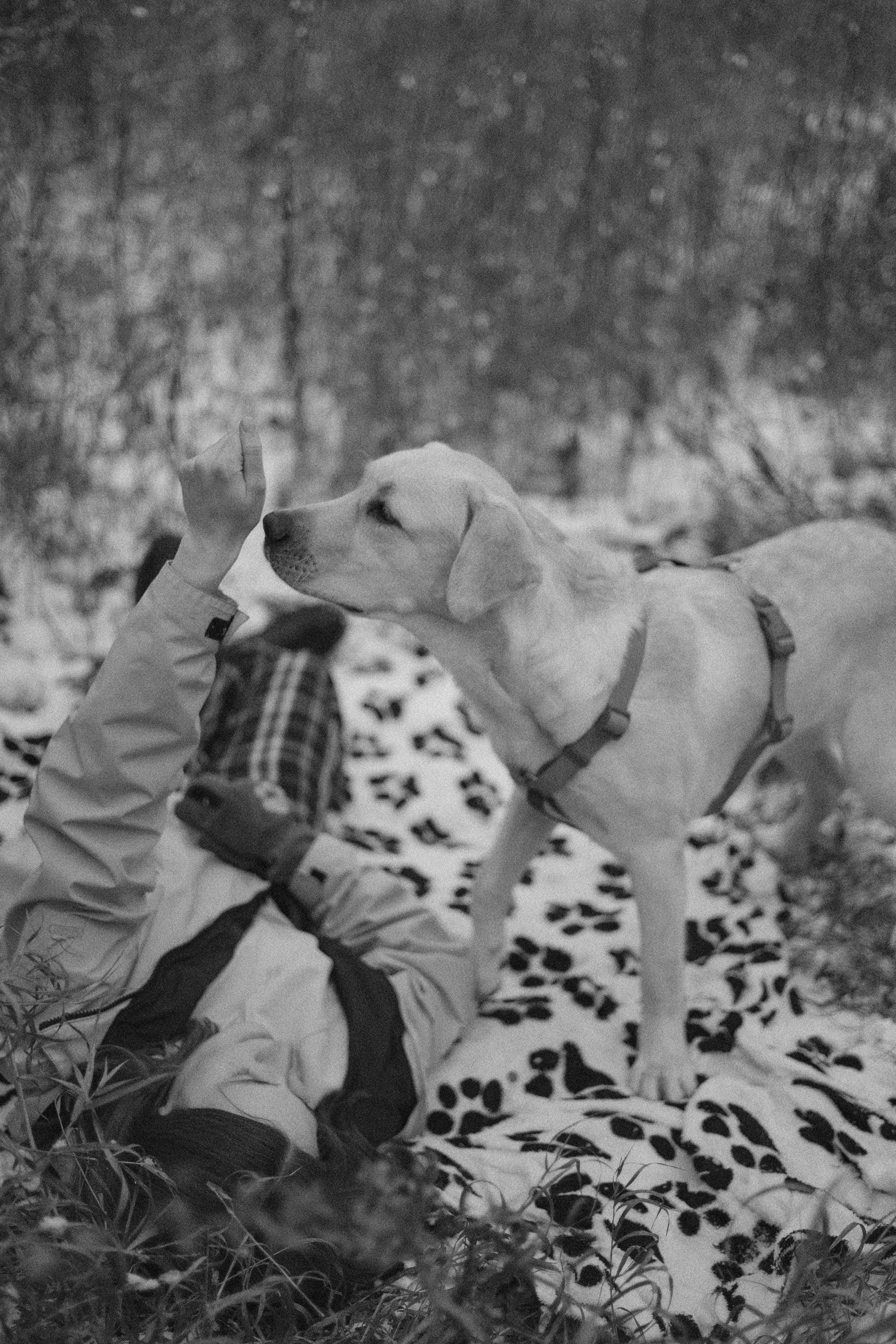Маргарита и Варди. Фотограф-анималист Богданова Полина