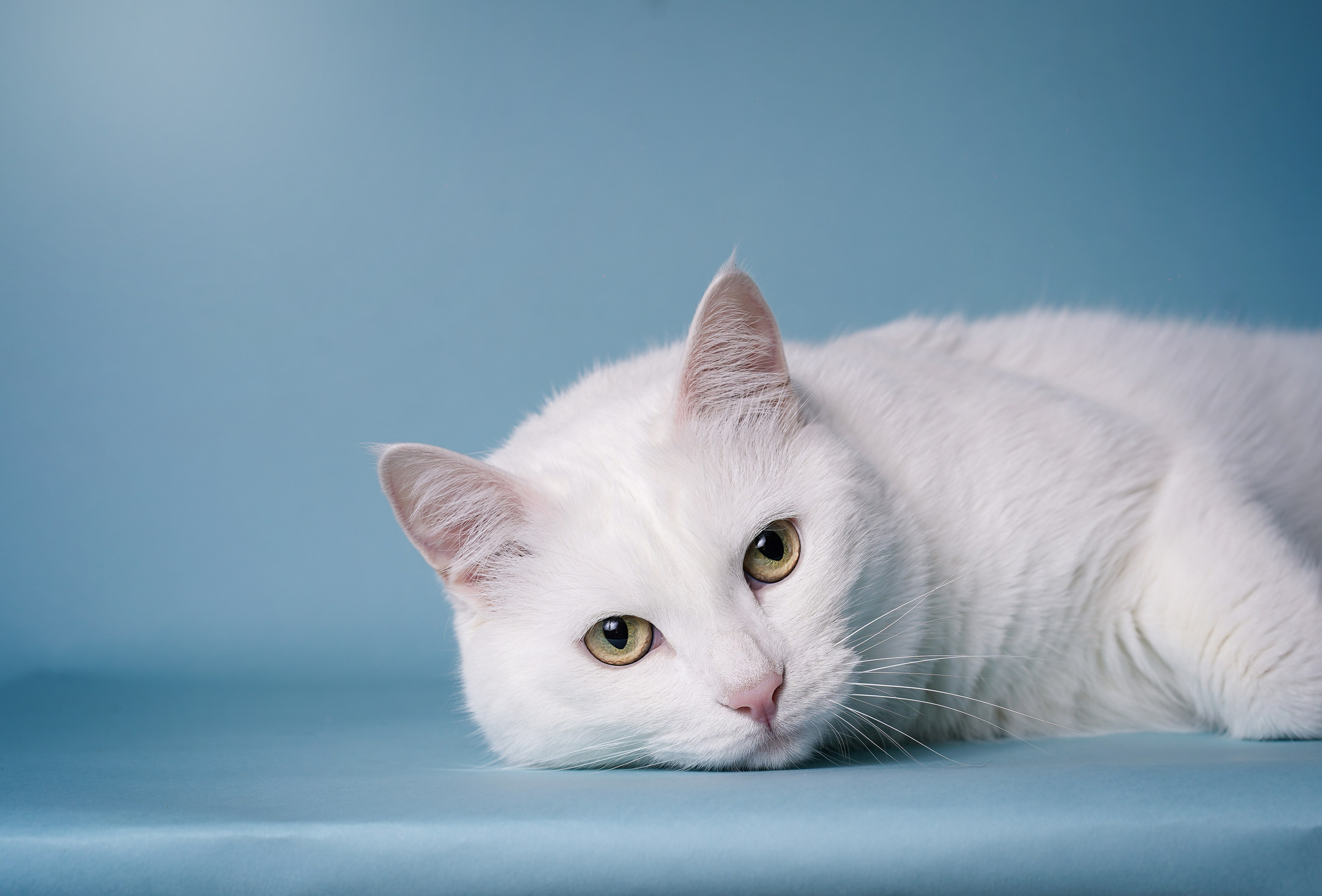 Маффин и Сэм. Фотограф-анималист в Санкт-Петербурге Яна Мартынова