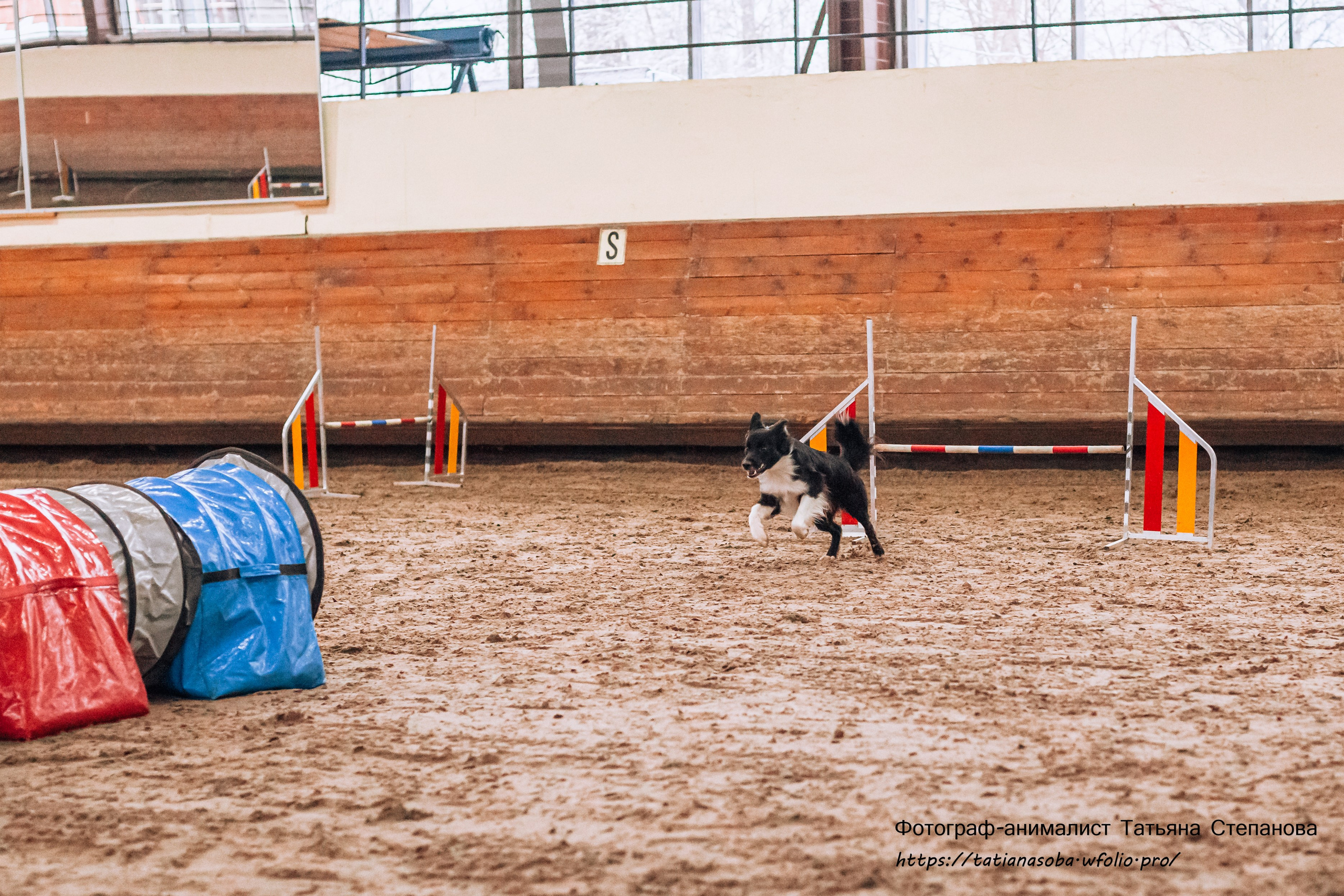 Соревнования по Аджилити 25.02.2024. Фотограф-анималист Татьяна Степанова