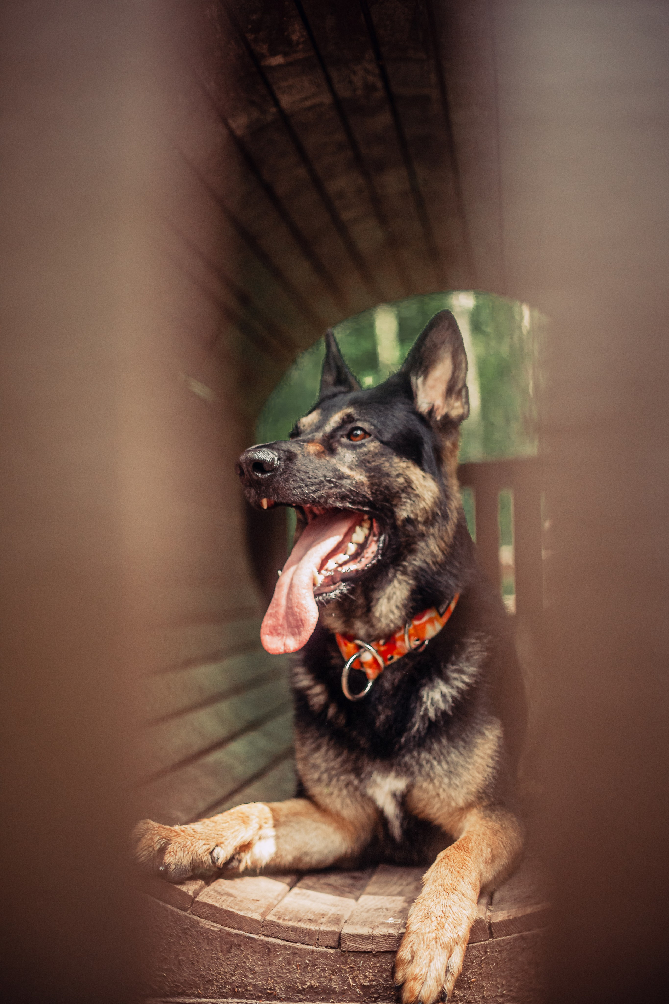 Лесная летняя фотопрогулка. Фотограф-анималист Татьяна Степанова