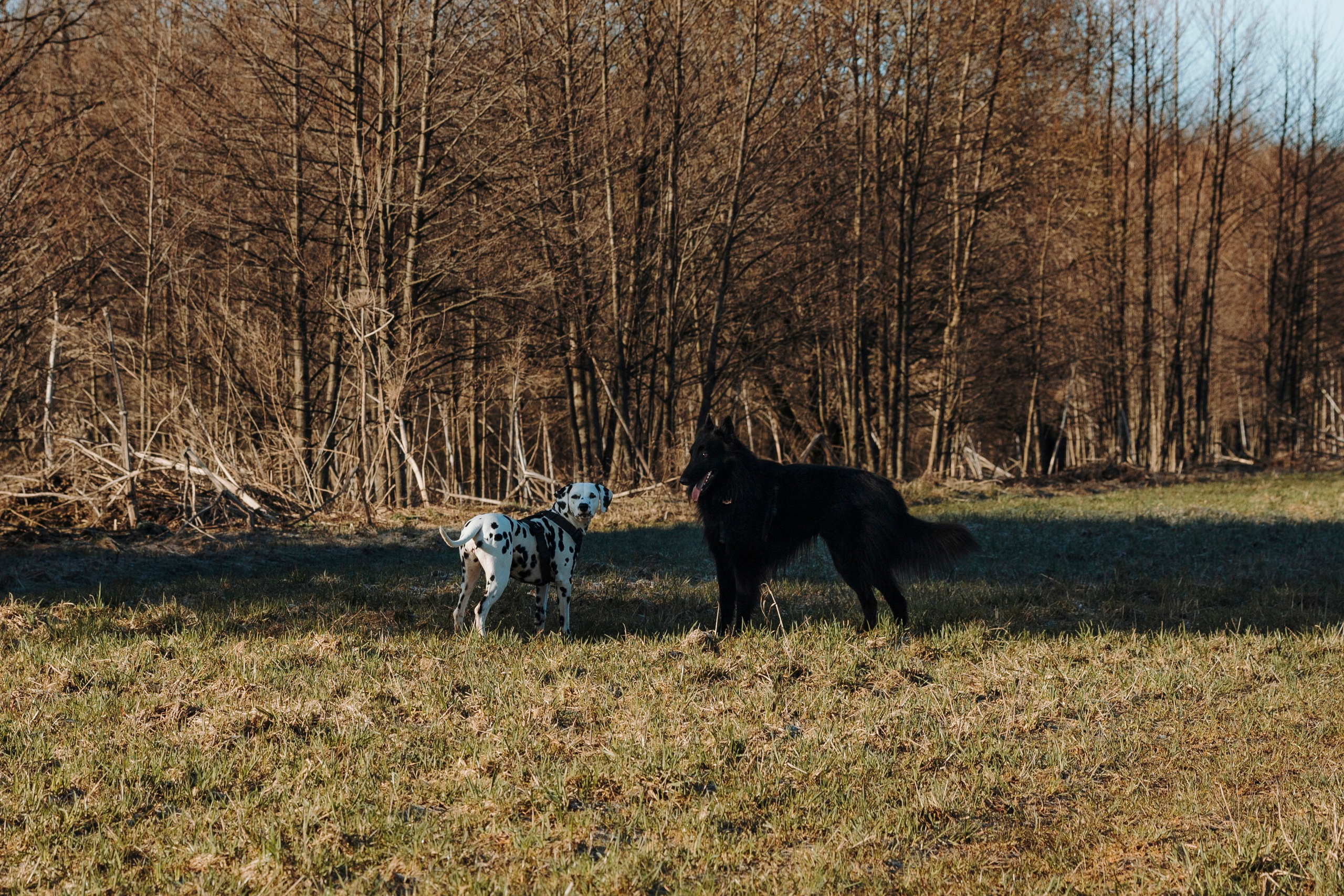Смена в «DogCamp». Анастасия Белаш