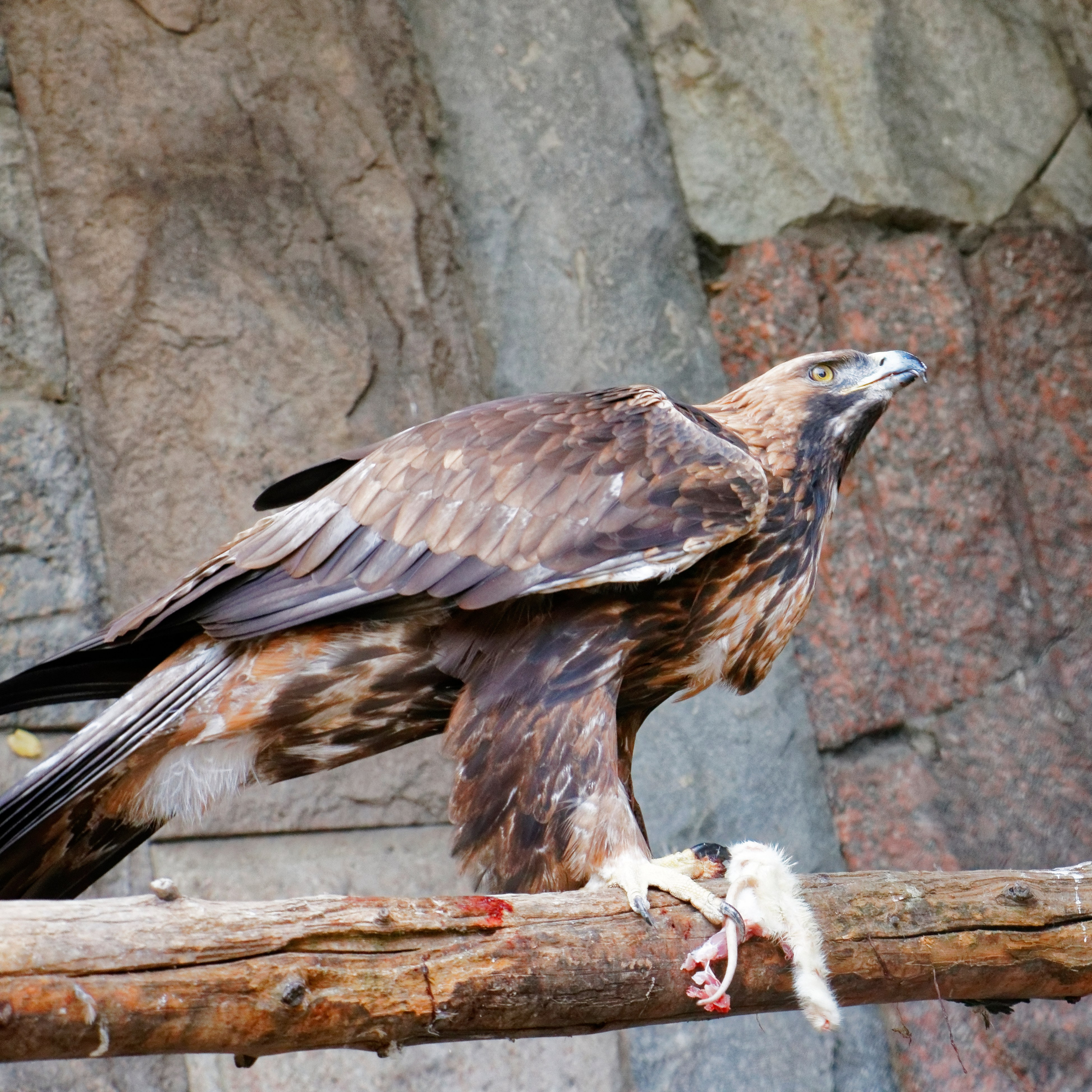 МОСКОВСКИЙ ЗООПАРК. Фотограф Владимир Роля