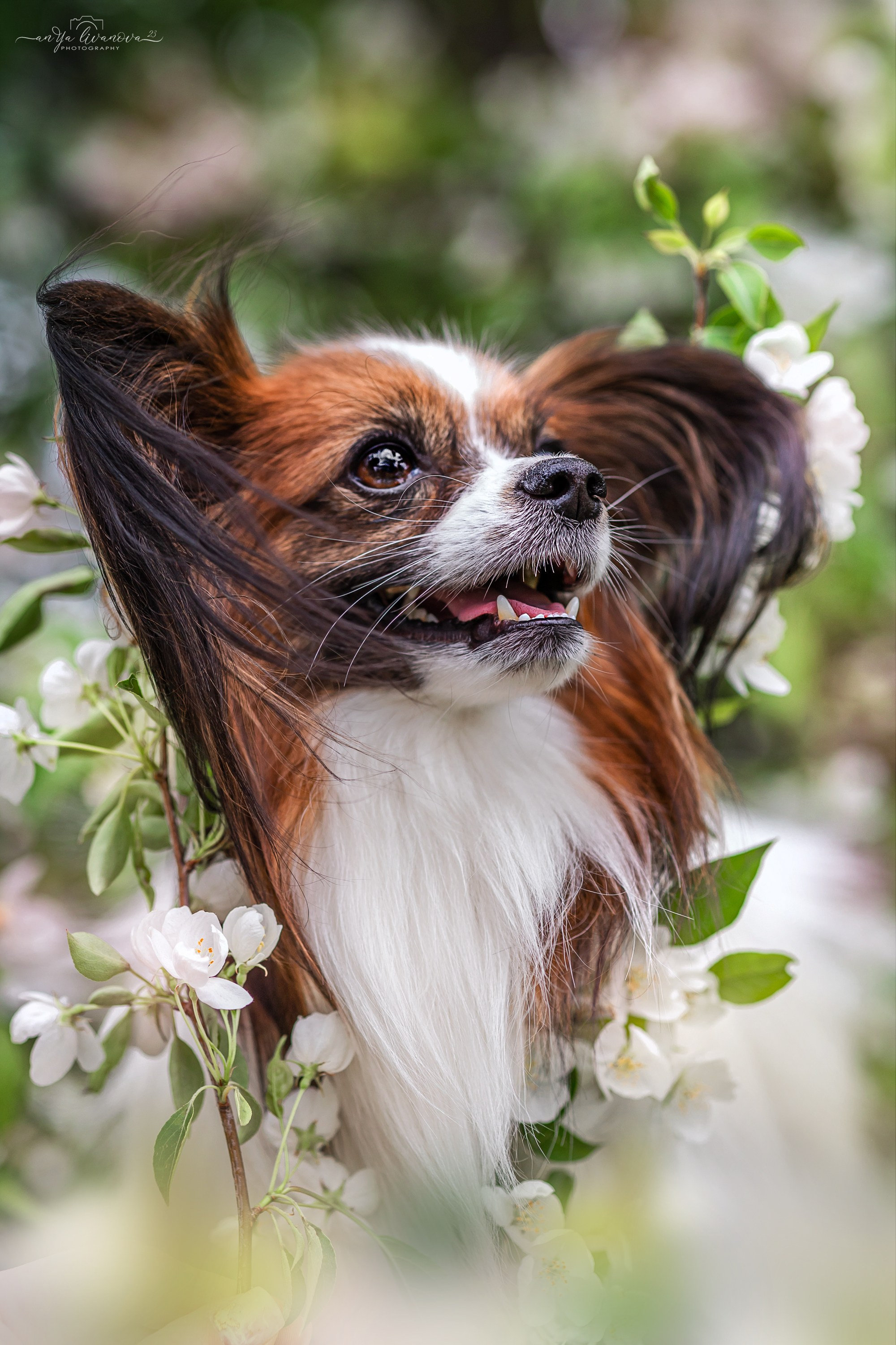 Яблони. Фотограф анималист Аня Ливанова | Рыбинск