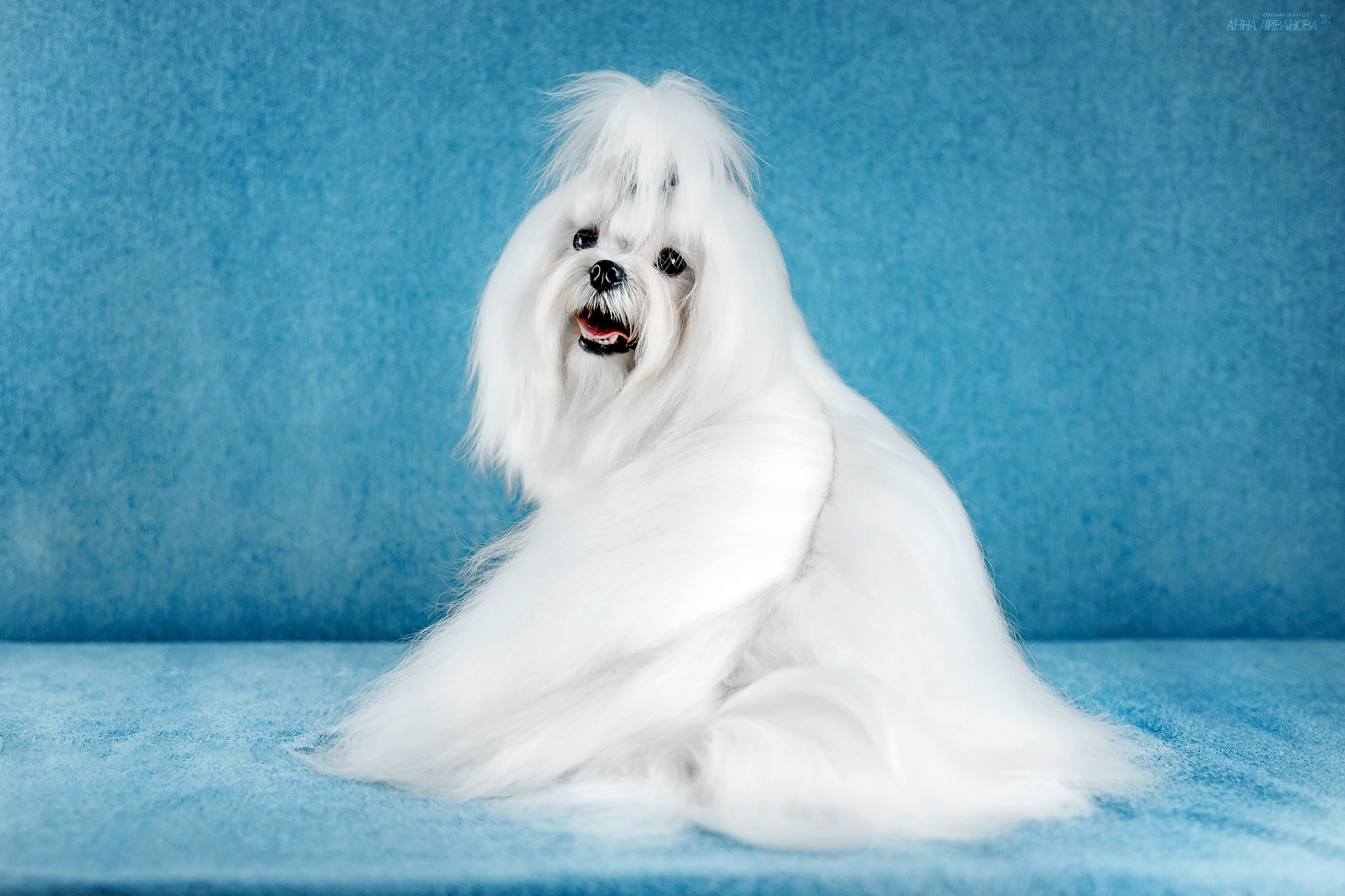 Мальтезе. Фотограф анималист Аня Ливанова | Рыбинск