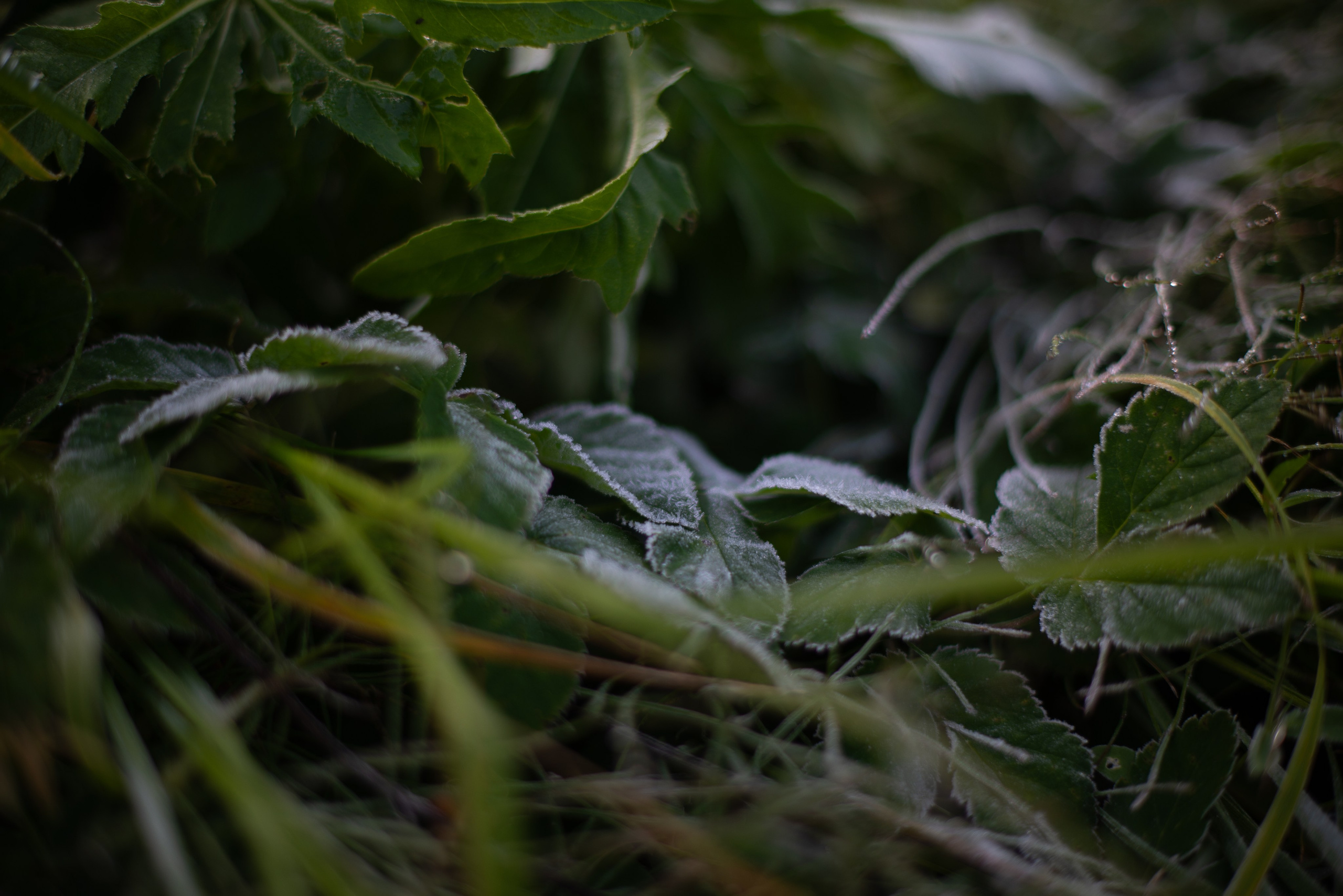 Цветы сада МГУ. Victoria Radjevna Репортажный Фотограф — Видеограф Москва • Санкт-Петербург