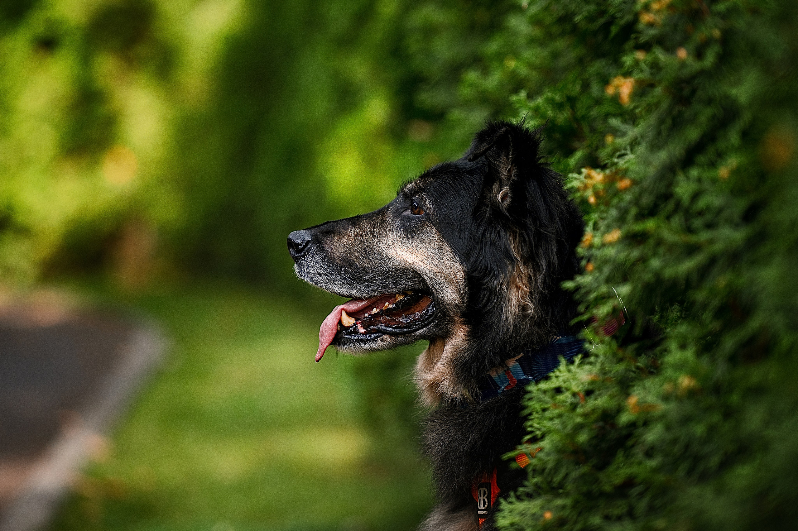 Алиса на ВДНХ. Фотограф-анималист