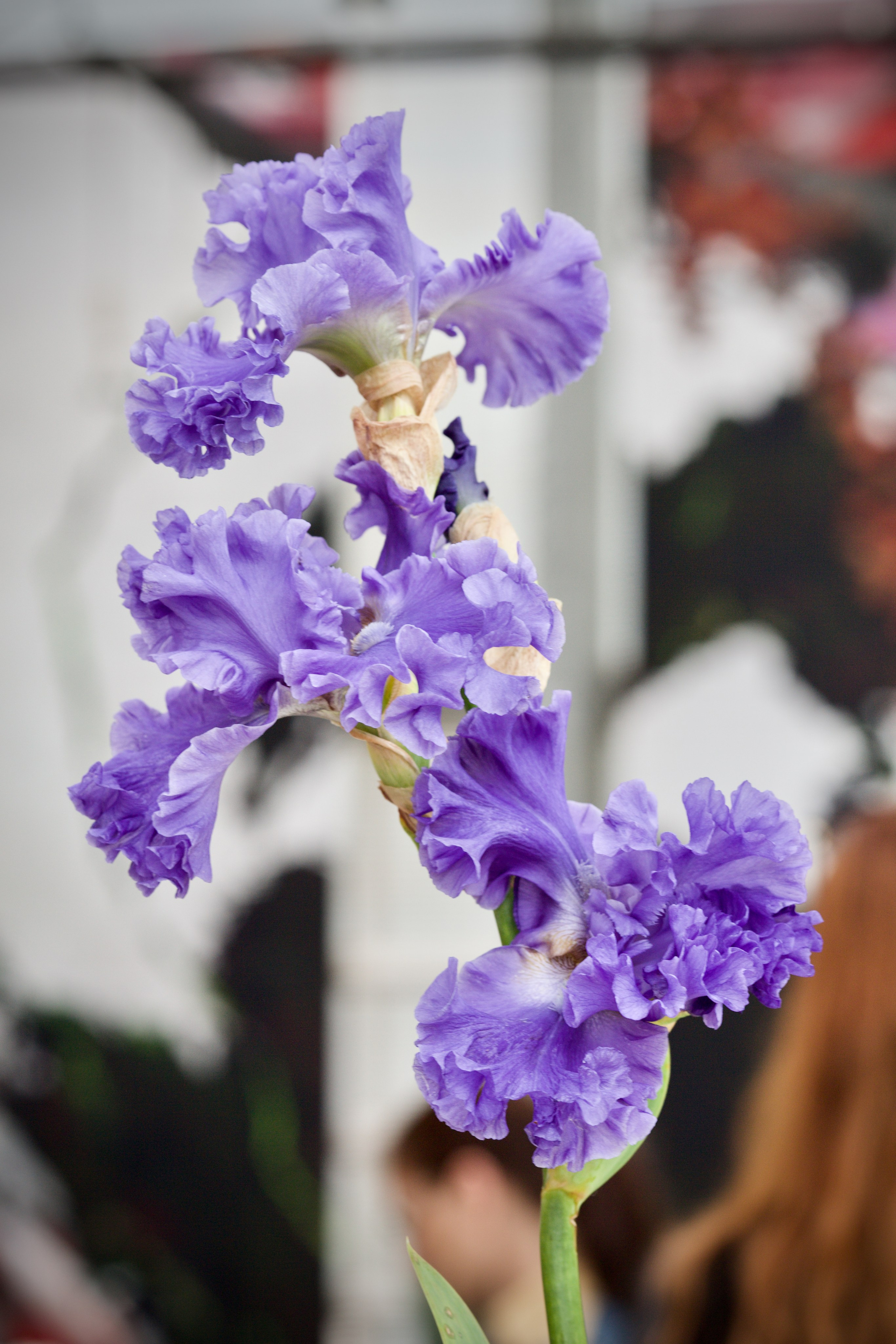 Аптекарский огород. Ирисы. Пионы. Школьные выпускные альбомы в Москве Марина Николаева