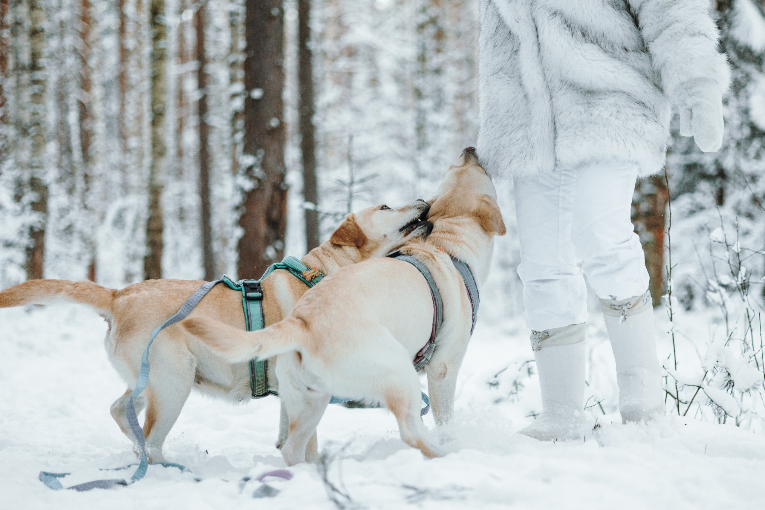 Ребята и их хвостатая семейка. Фотограф — Анималист | Санкт-Петербург