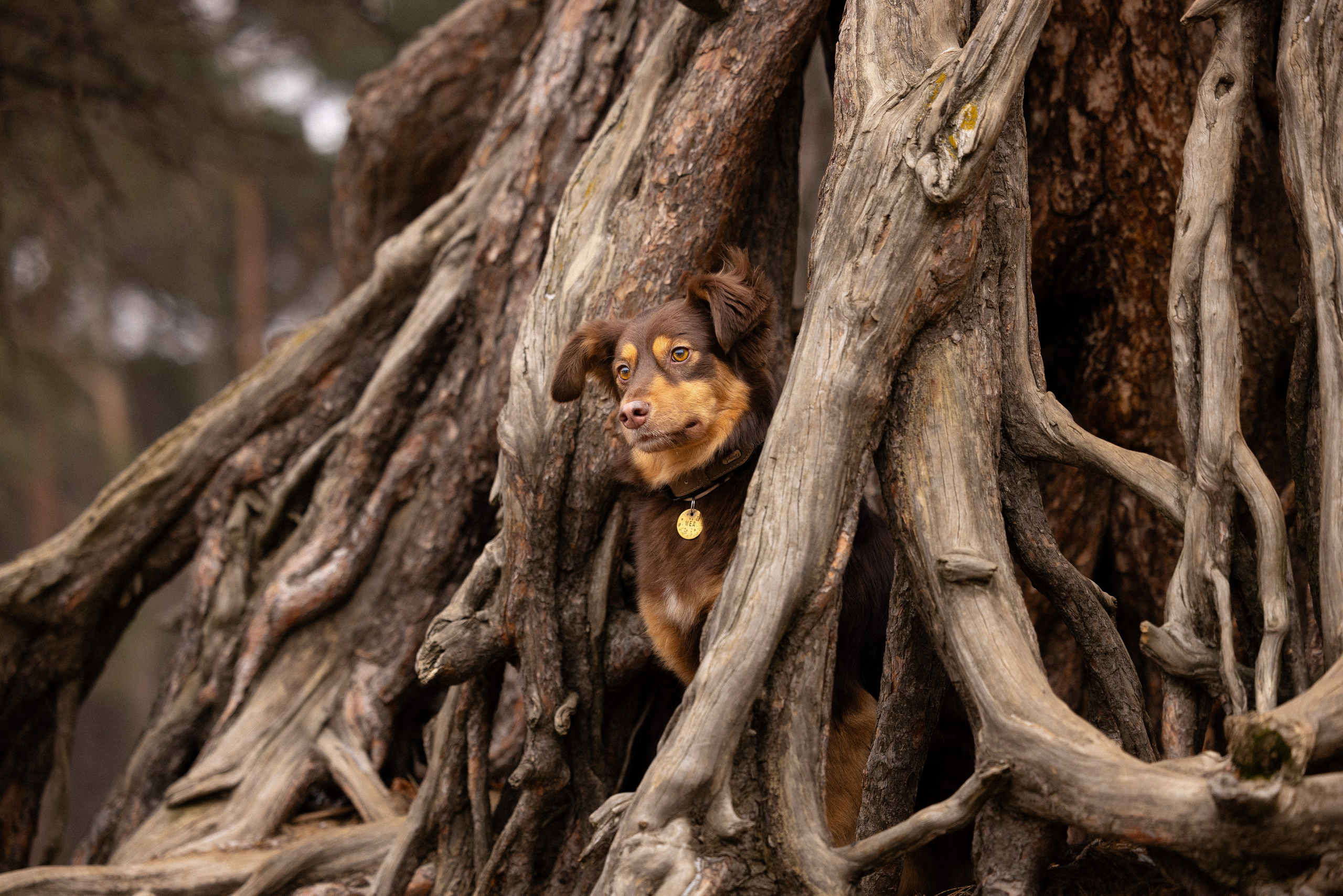 Катя и Мёд. Фотограф и видеограф анималист Аганина Дарья
