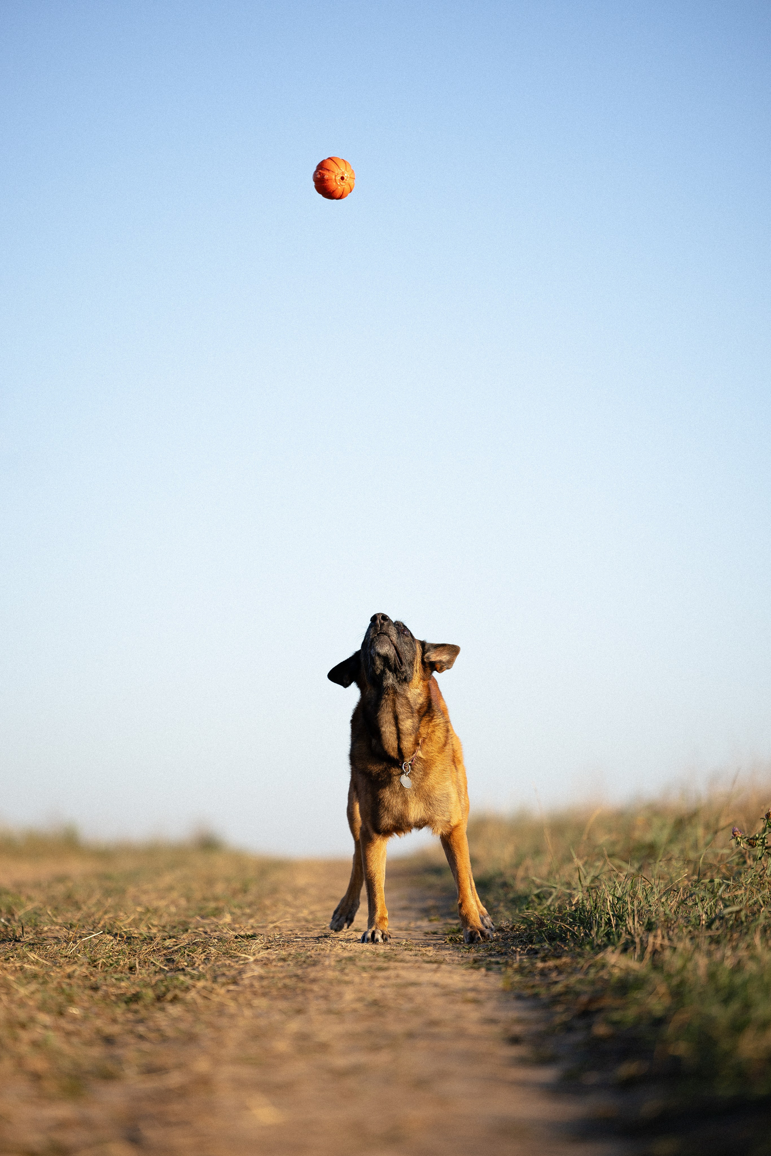Женя, Афра и Молли. Фотограф и видеограф анималист Аганина Дарья