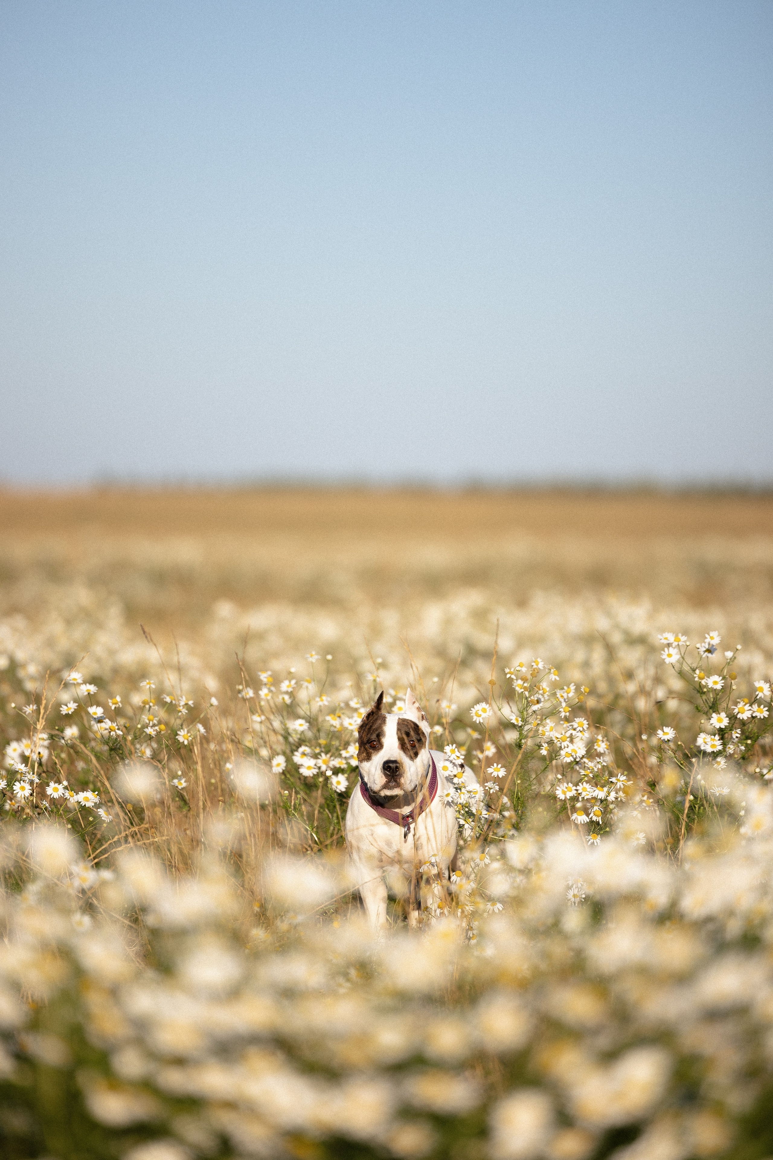 Женя, Афра и Молли. Фотограф и видеограф анималист Аганина Дарья