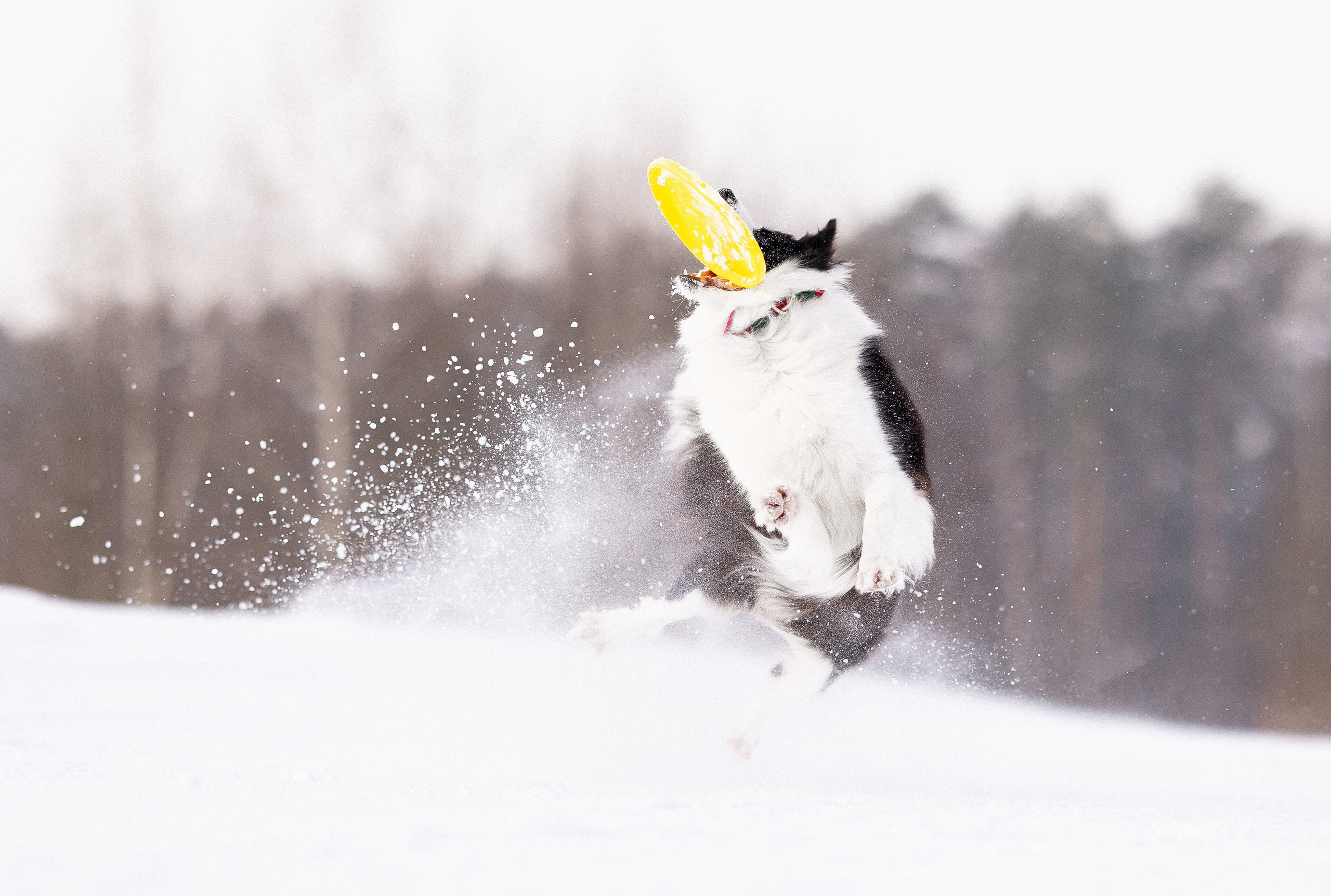 Лилия, Алексей и Ариана. Фотограф и видеограф анималист Аганина Дарья