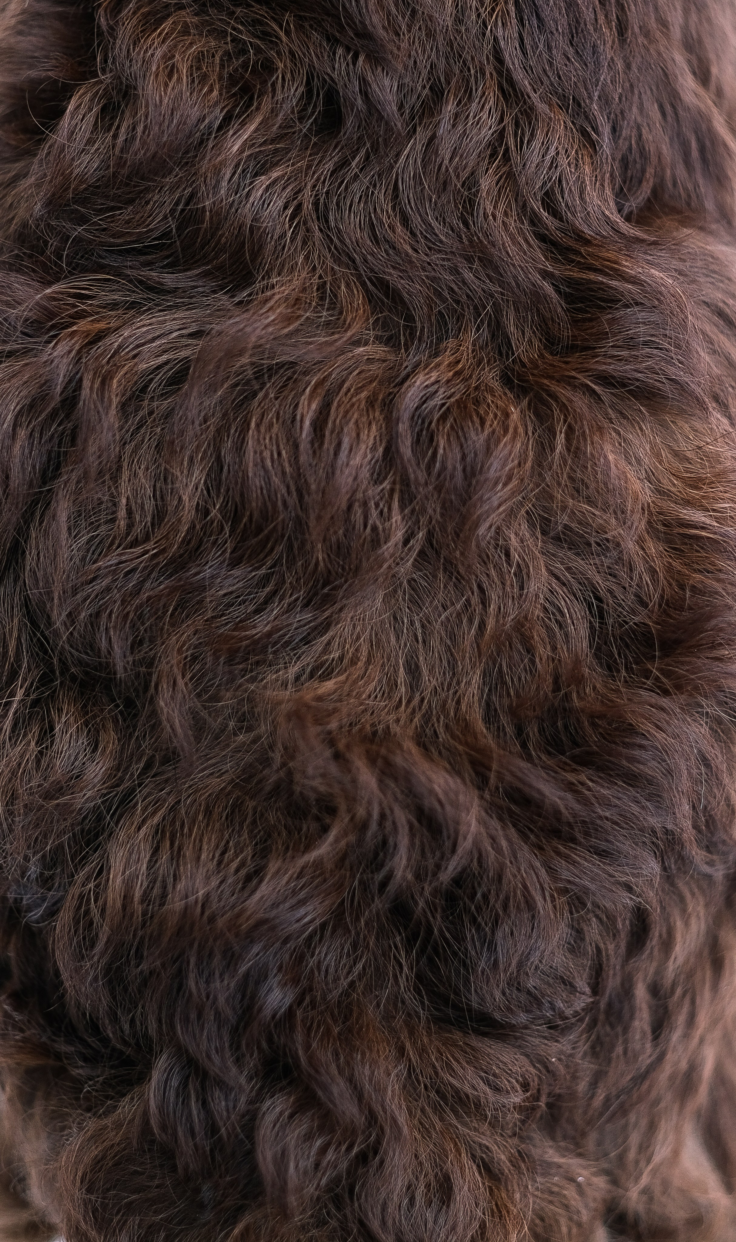 Маша и Одиссея. Фотограф и видеограф анималист Аганина Дарья