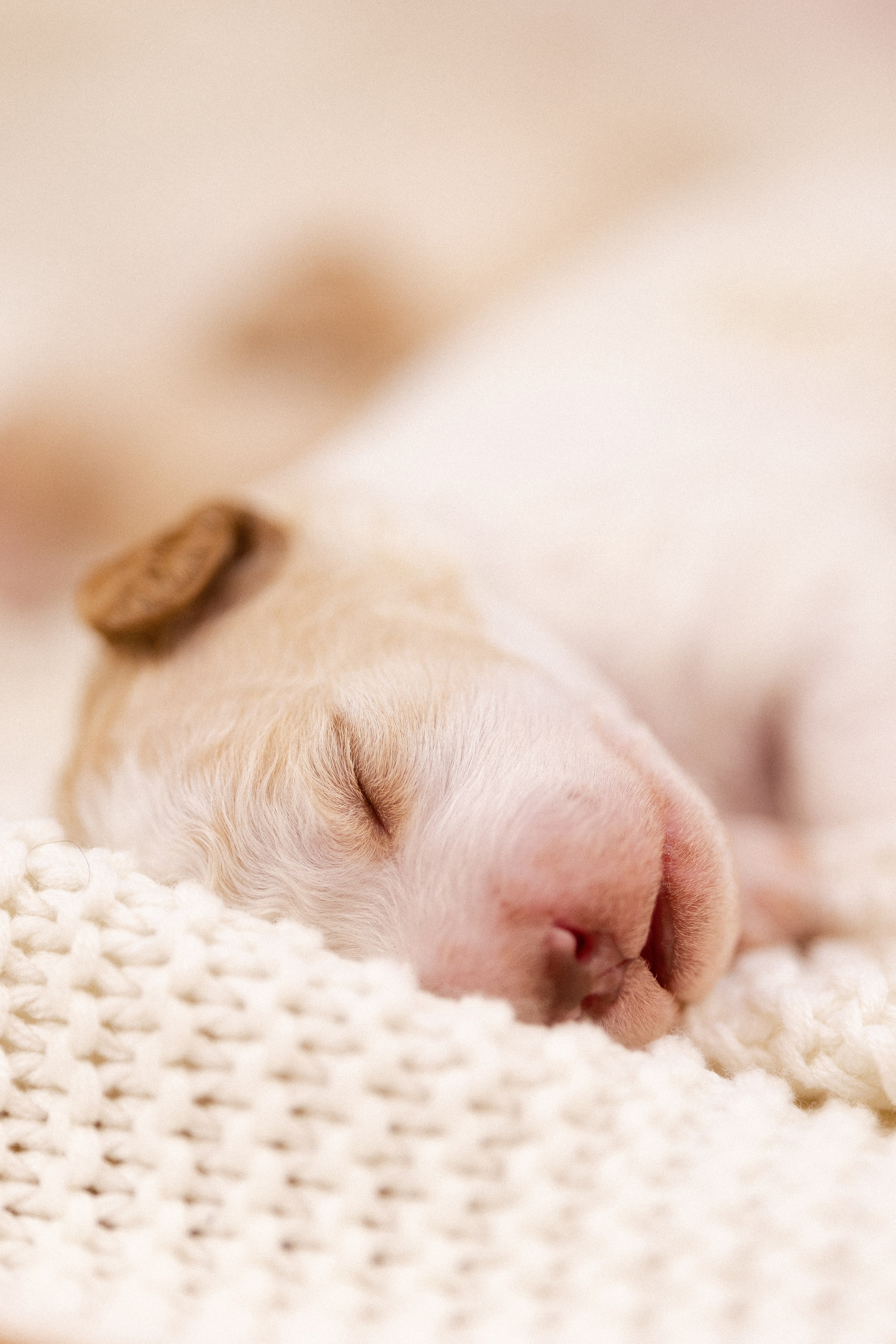 Лаготто Романьоло. Фотограф и видеограф анималист Аганина Дарья