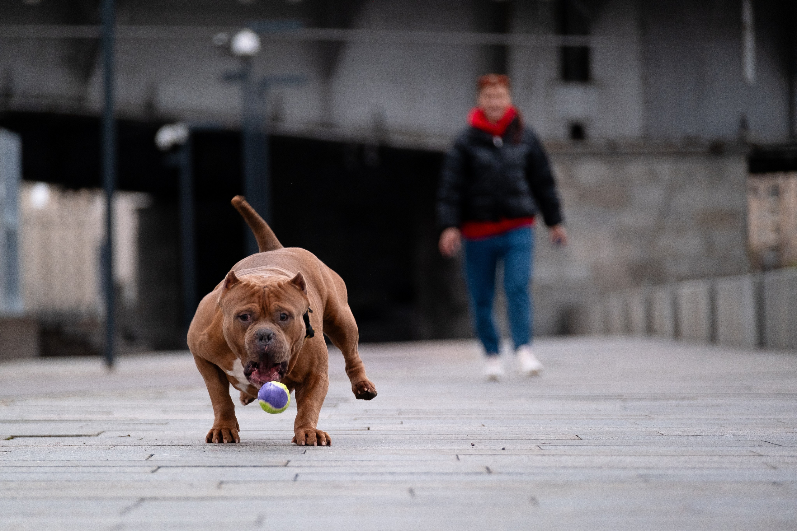 Спай и его семья. Фотограф и видеограф анималист Аганина Дарья