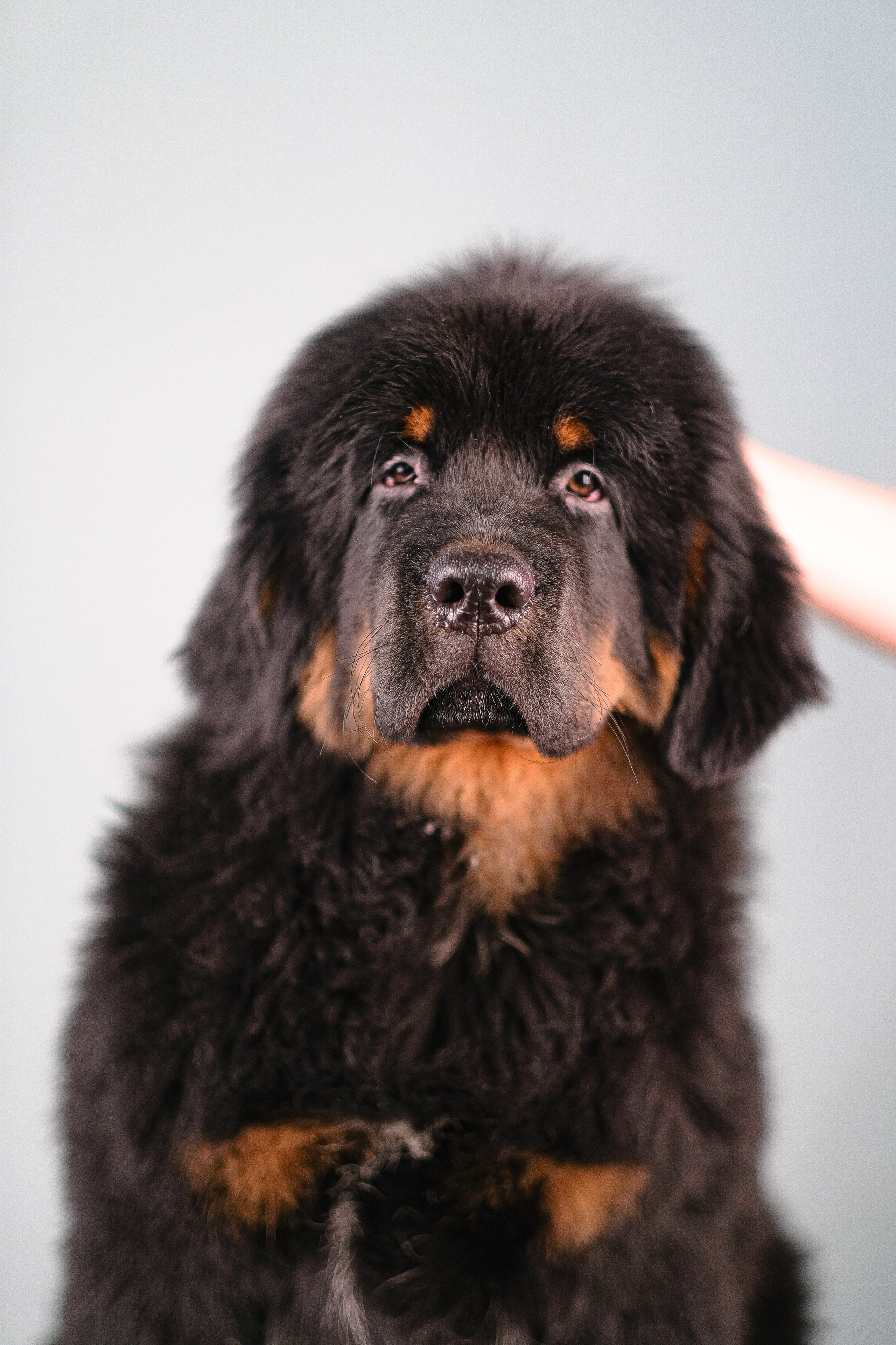 Тибетский мастиф. Фотограф и видеограф анималист Аганина Дарья