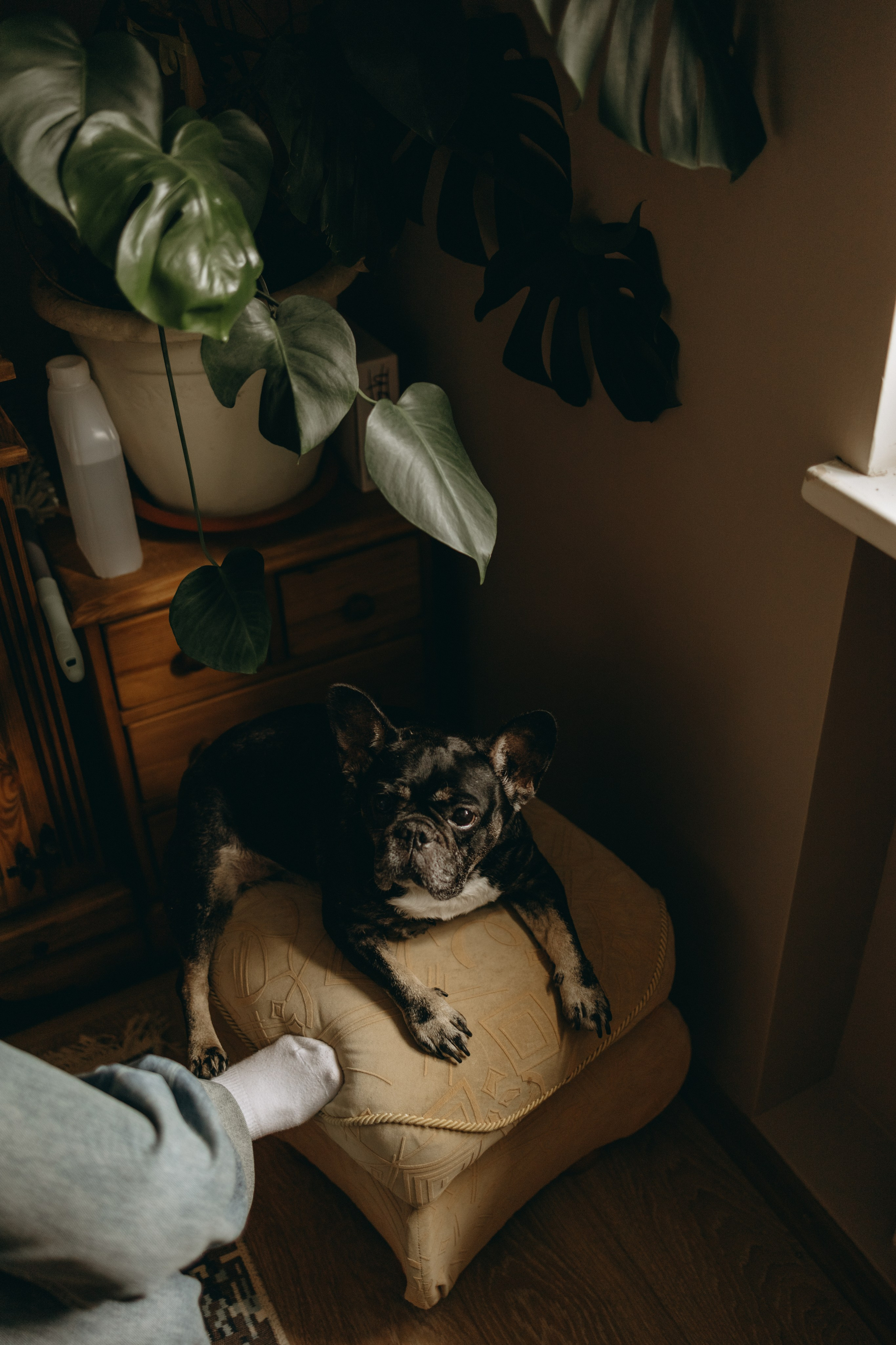 Софа и ее хвостики. Фотограф — Анималист | Санкт-Петербург