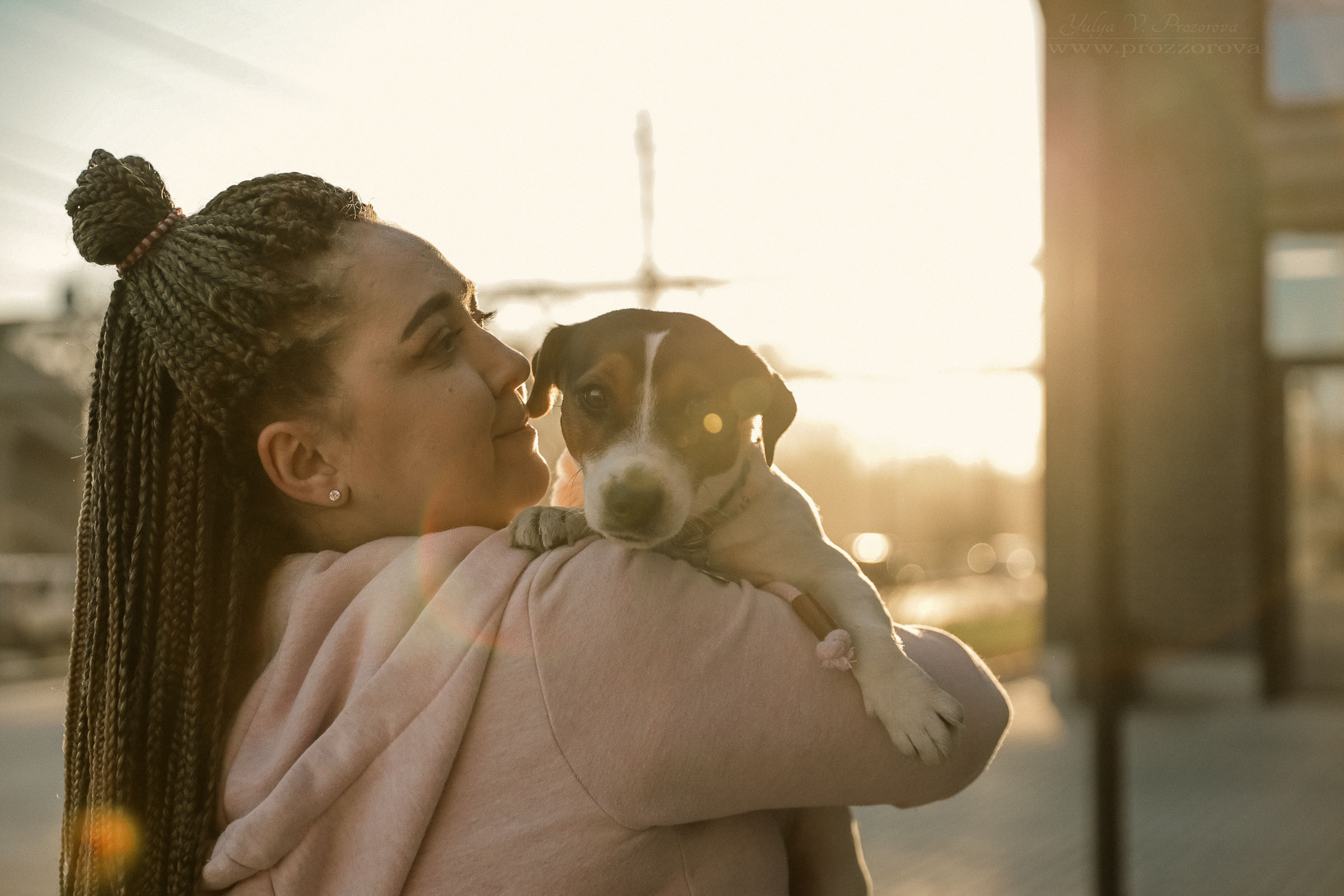 джек-рассел терьер фотосессия собака